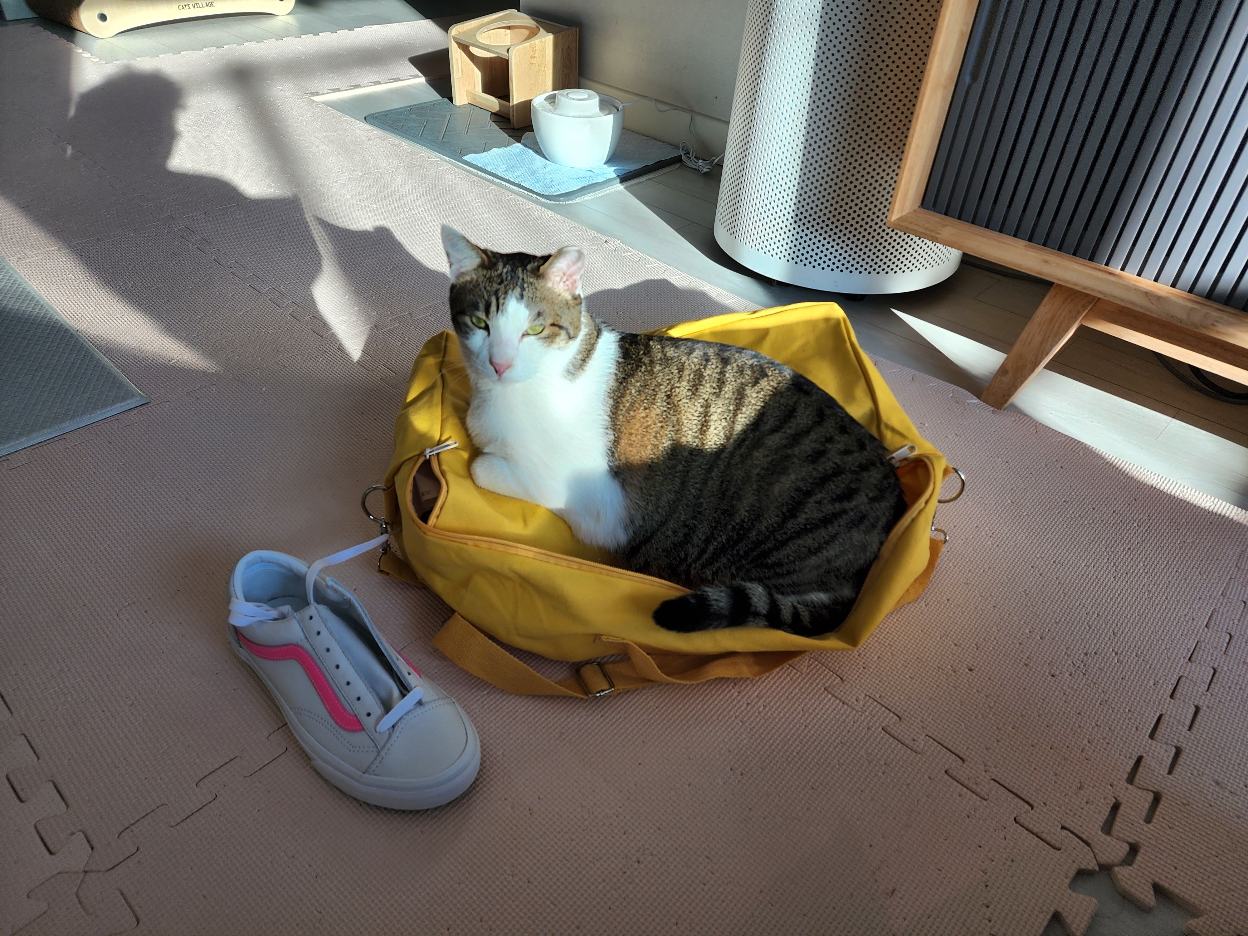 아띠 입양2주년에요~^^