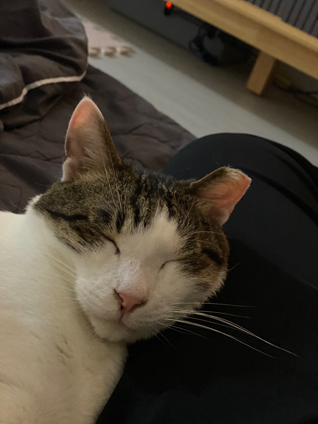 아띠 입양2주년에요~^^