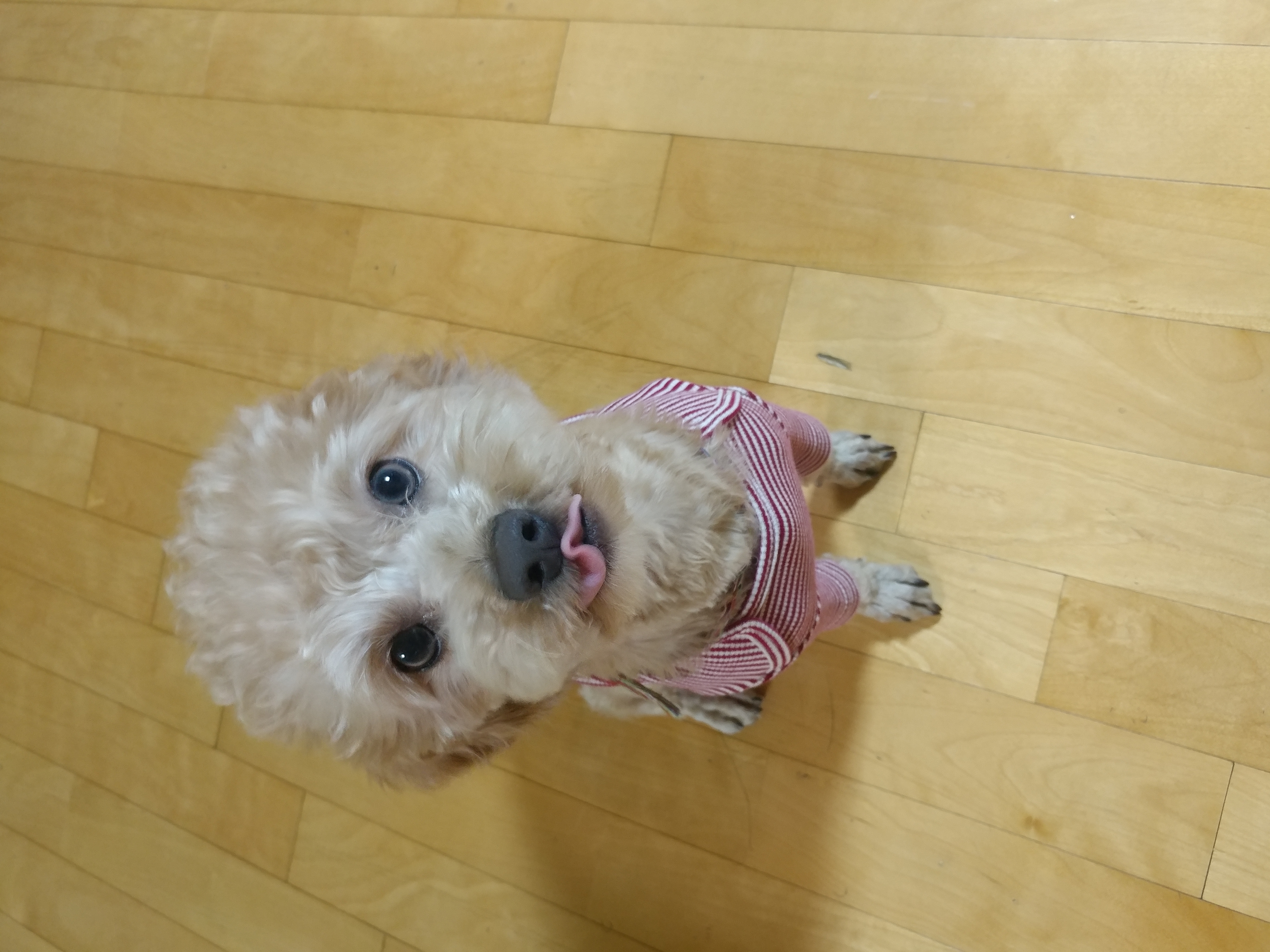 모아(론이) 입양 2개월차 이야기~