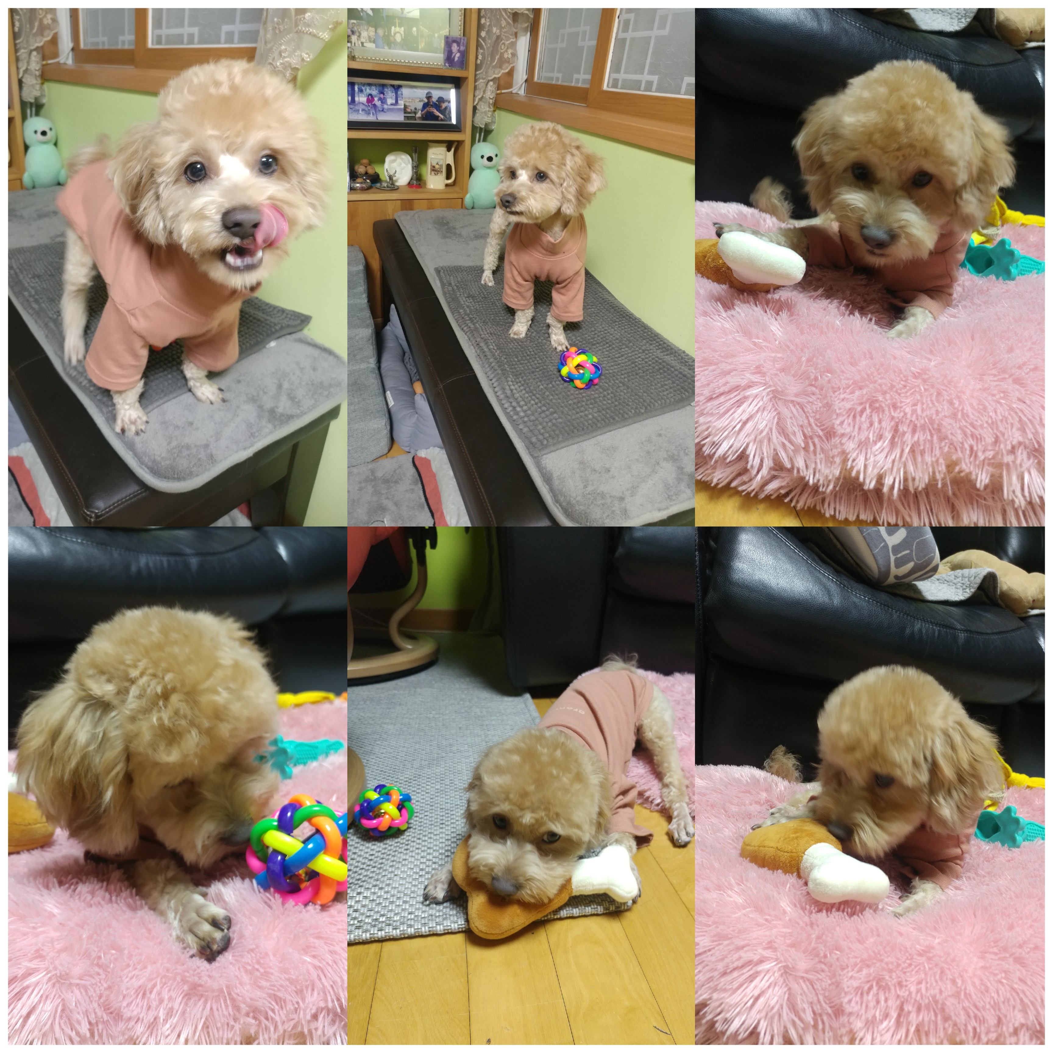 모아(론이) 입양 2개월차 이야기~