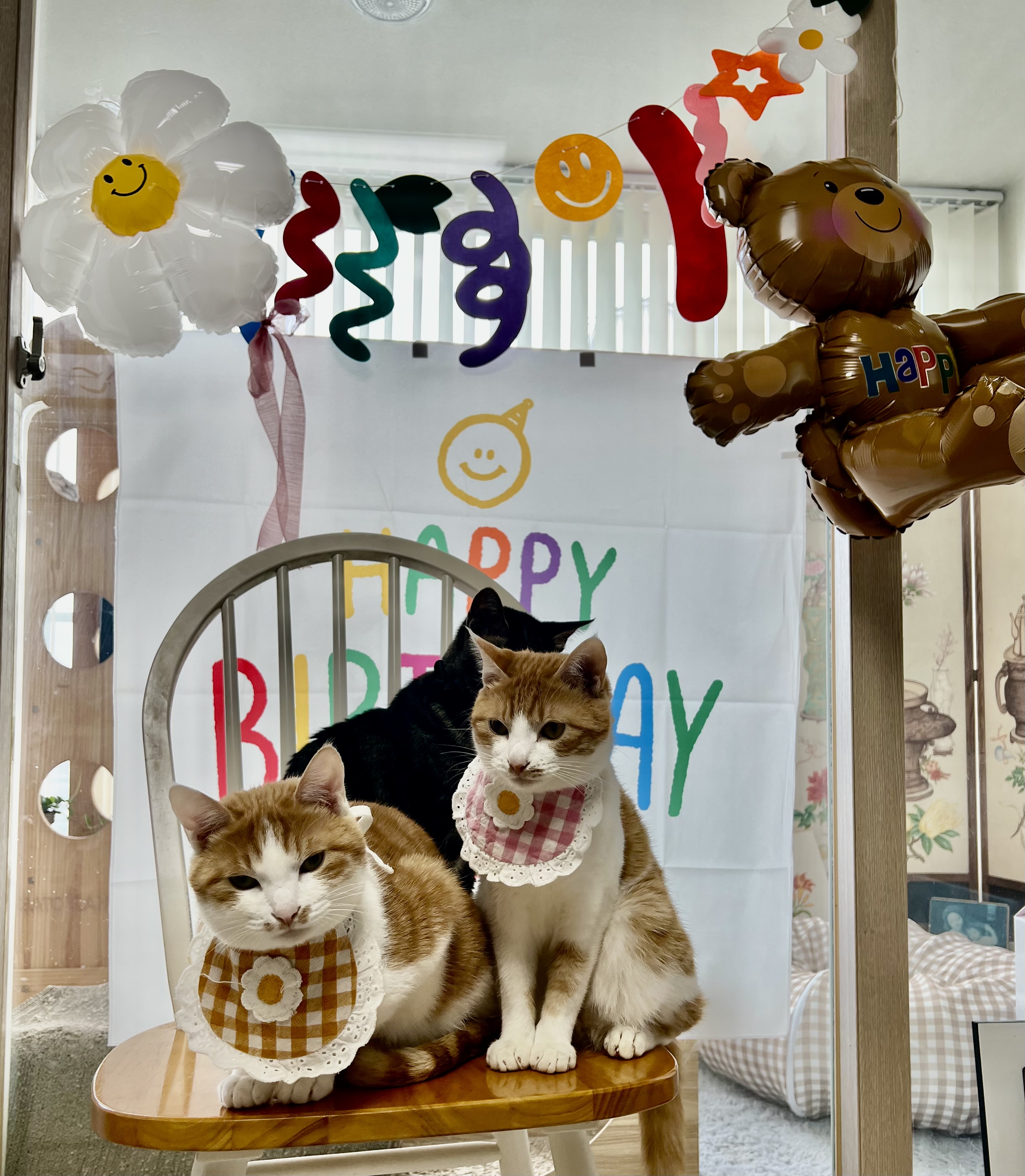 미지의 세계에서 온 차니와 바니 1주년 생일