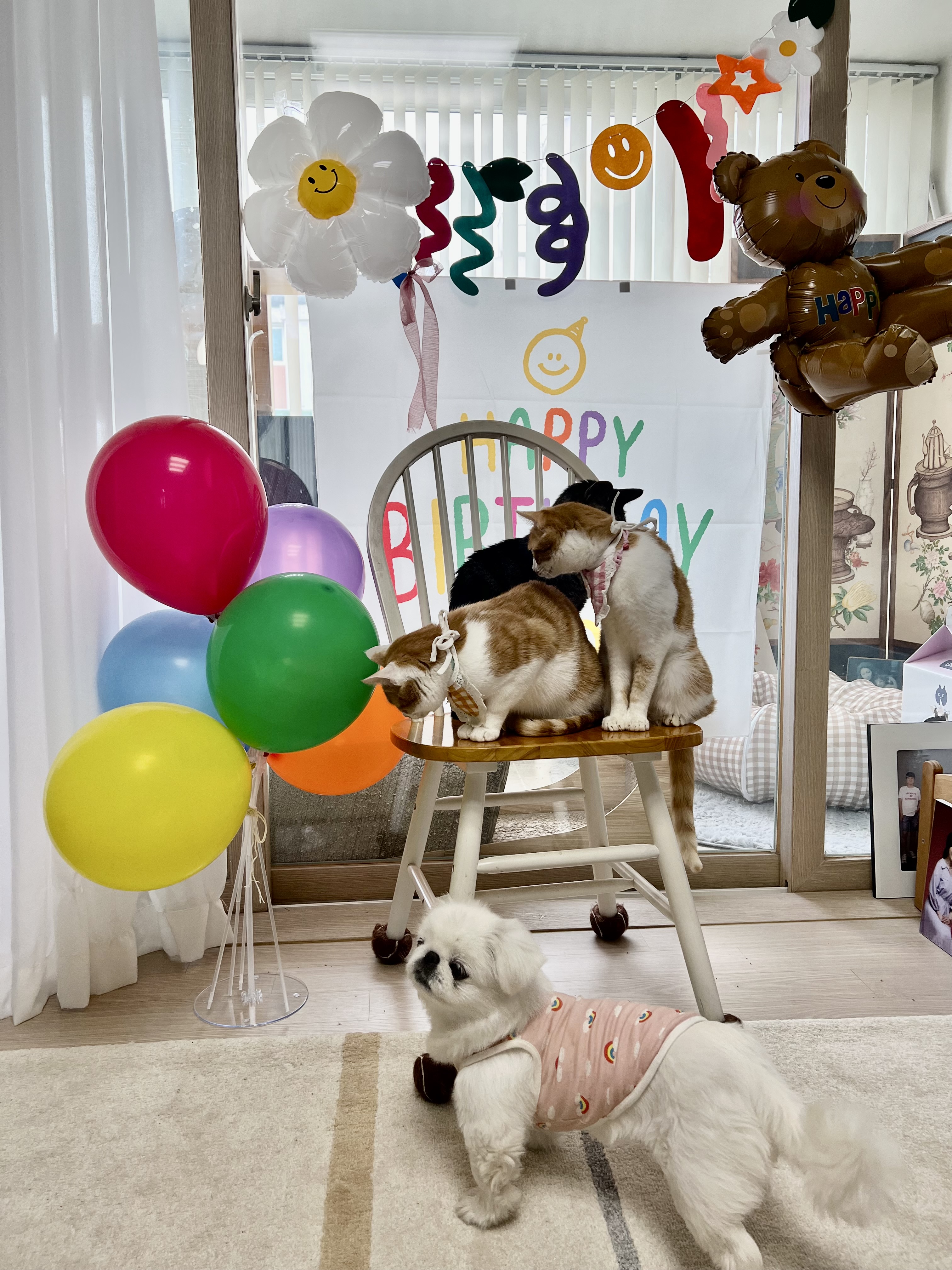 미지의 세계에서 온 차니와 바니 1주년 생일