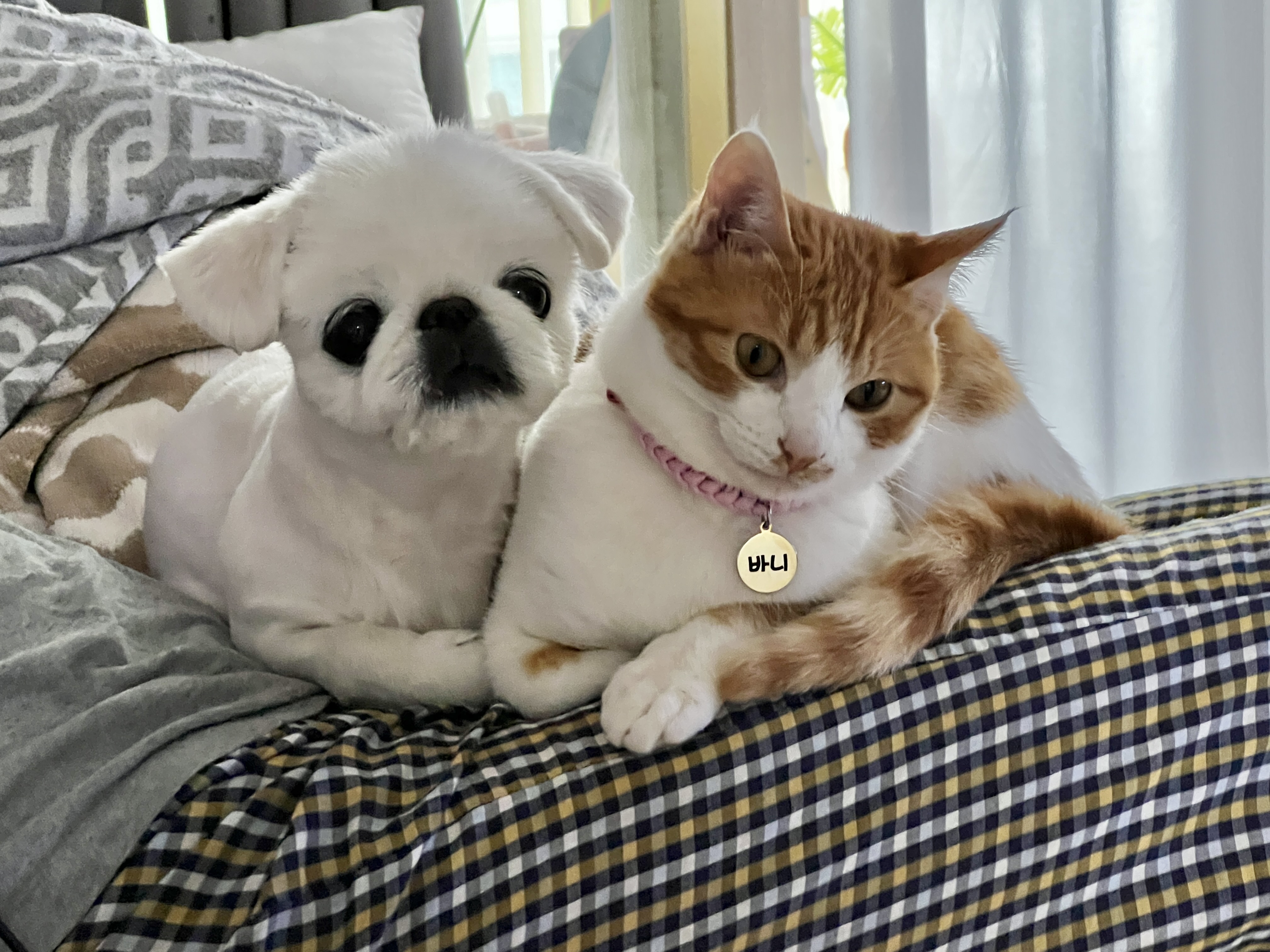 미지의 세계에서 온 차니와 바니 1주년 생일