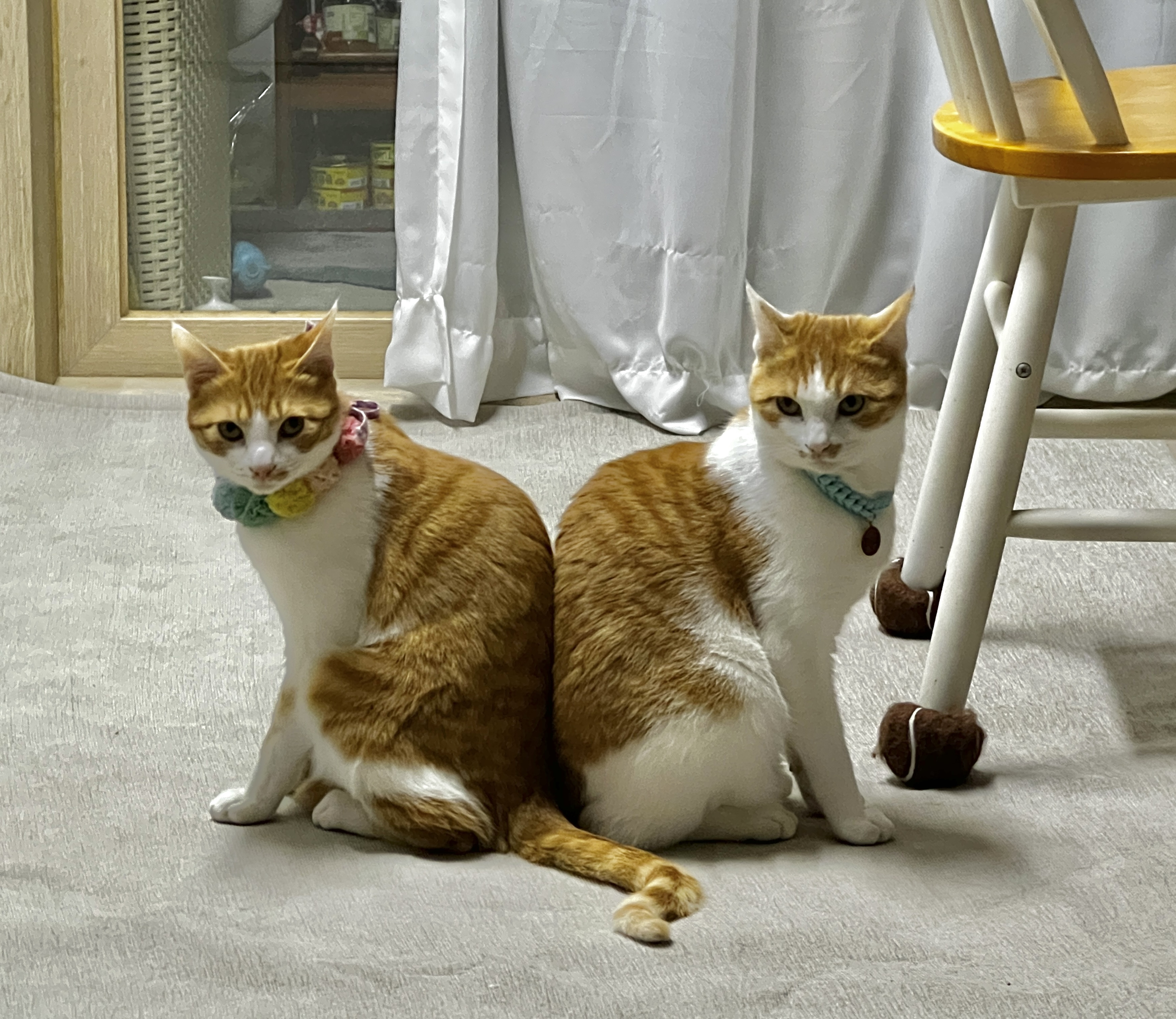 미지의 세계에서 온 차니와 바니 1주년 생일