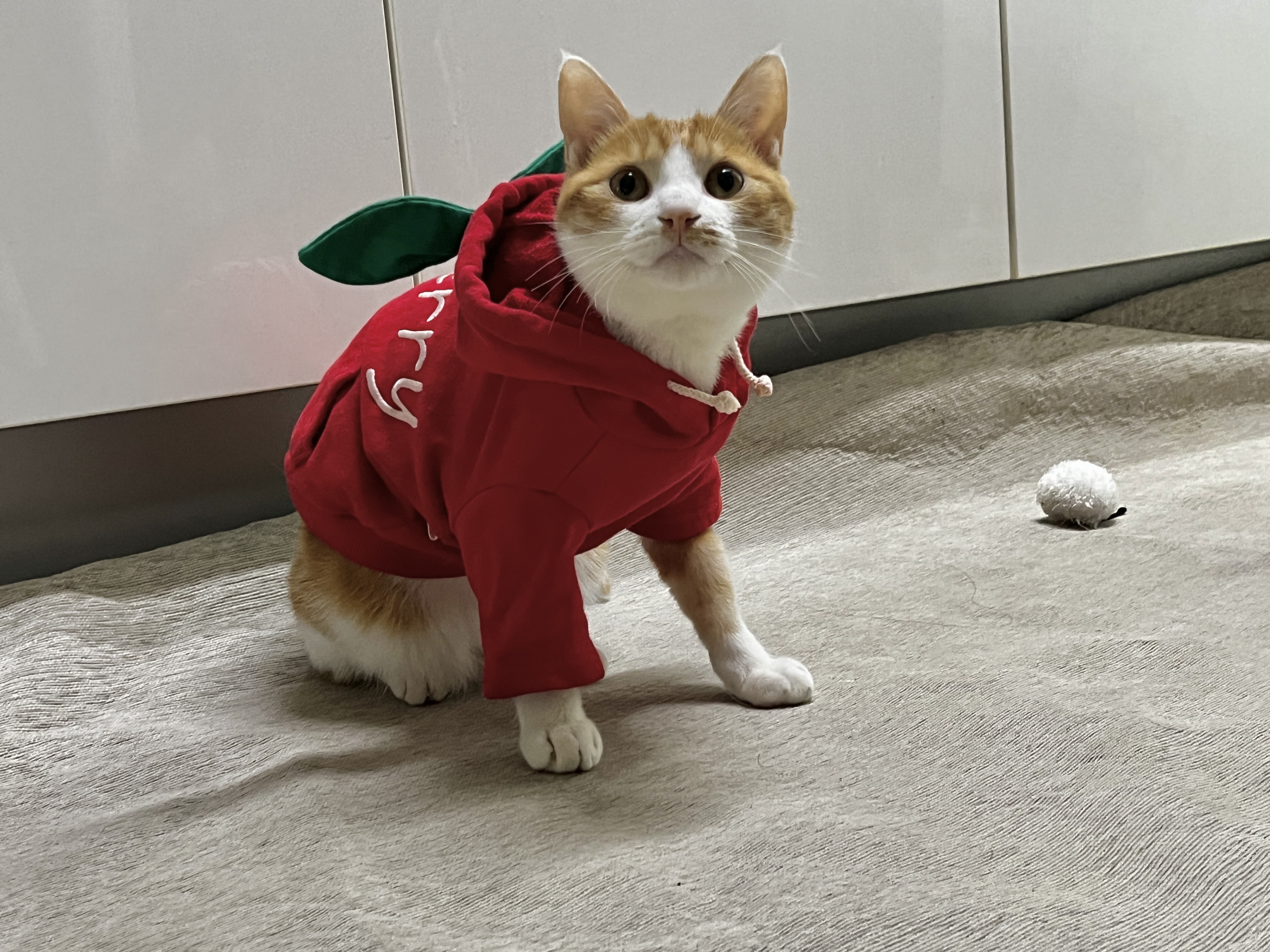 미지의 세계에서 온 차니와 바니 1주년 생일