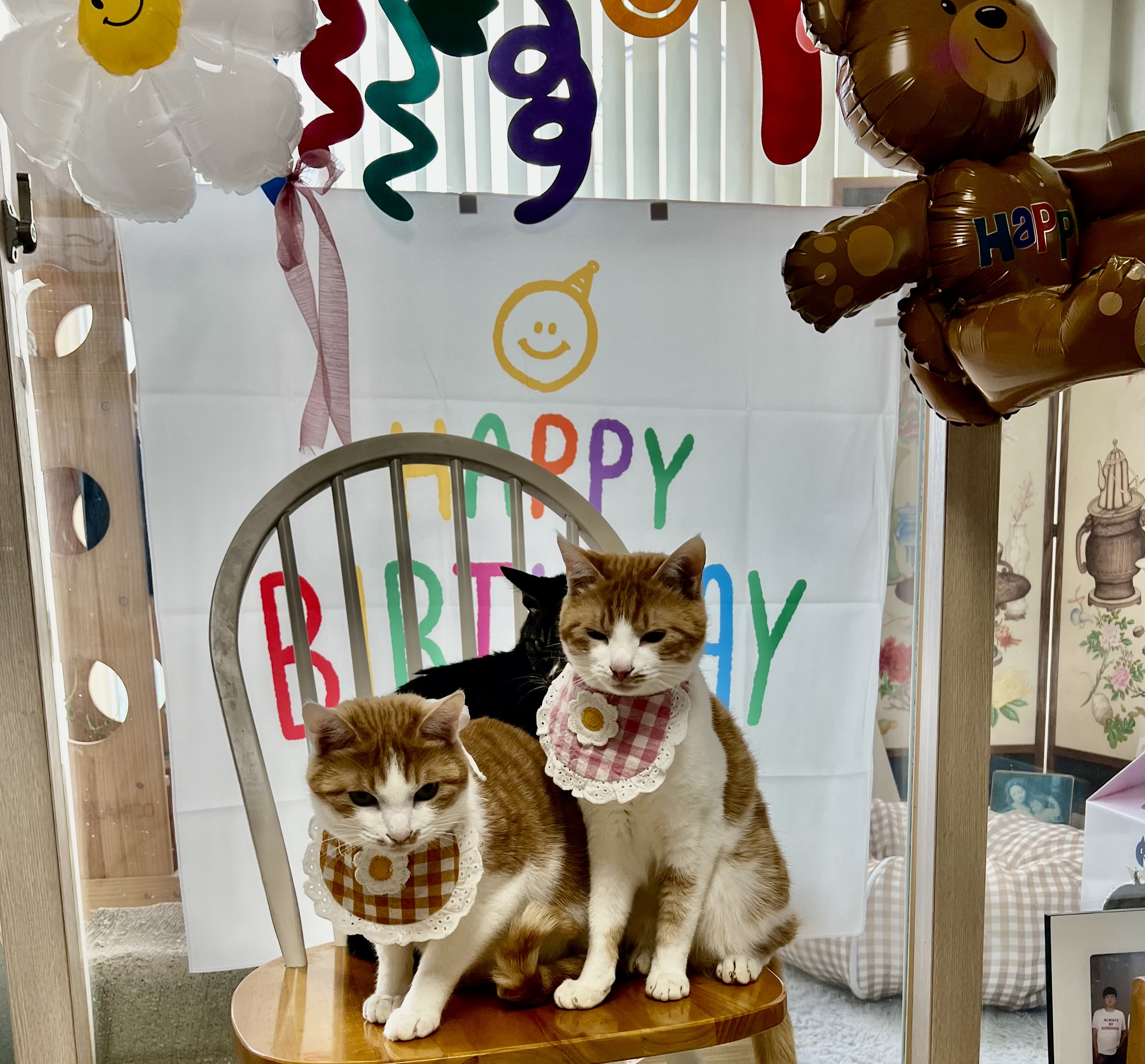 미지의 세계에서 온 차니와 바니 1주년 생일