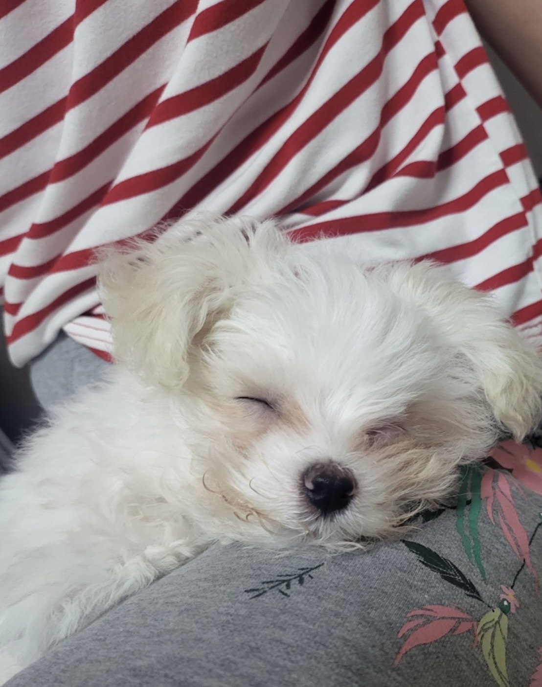 밥풀이 (다웅이) 한달 후기입니다~