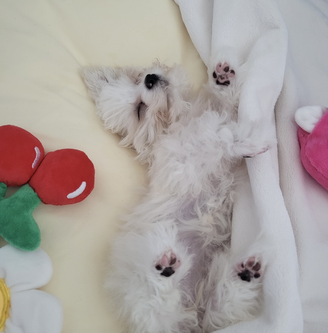 밥풀이 (다웅이) 한달 후기입니다~