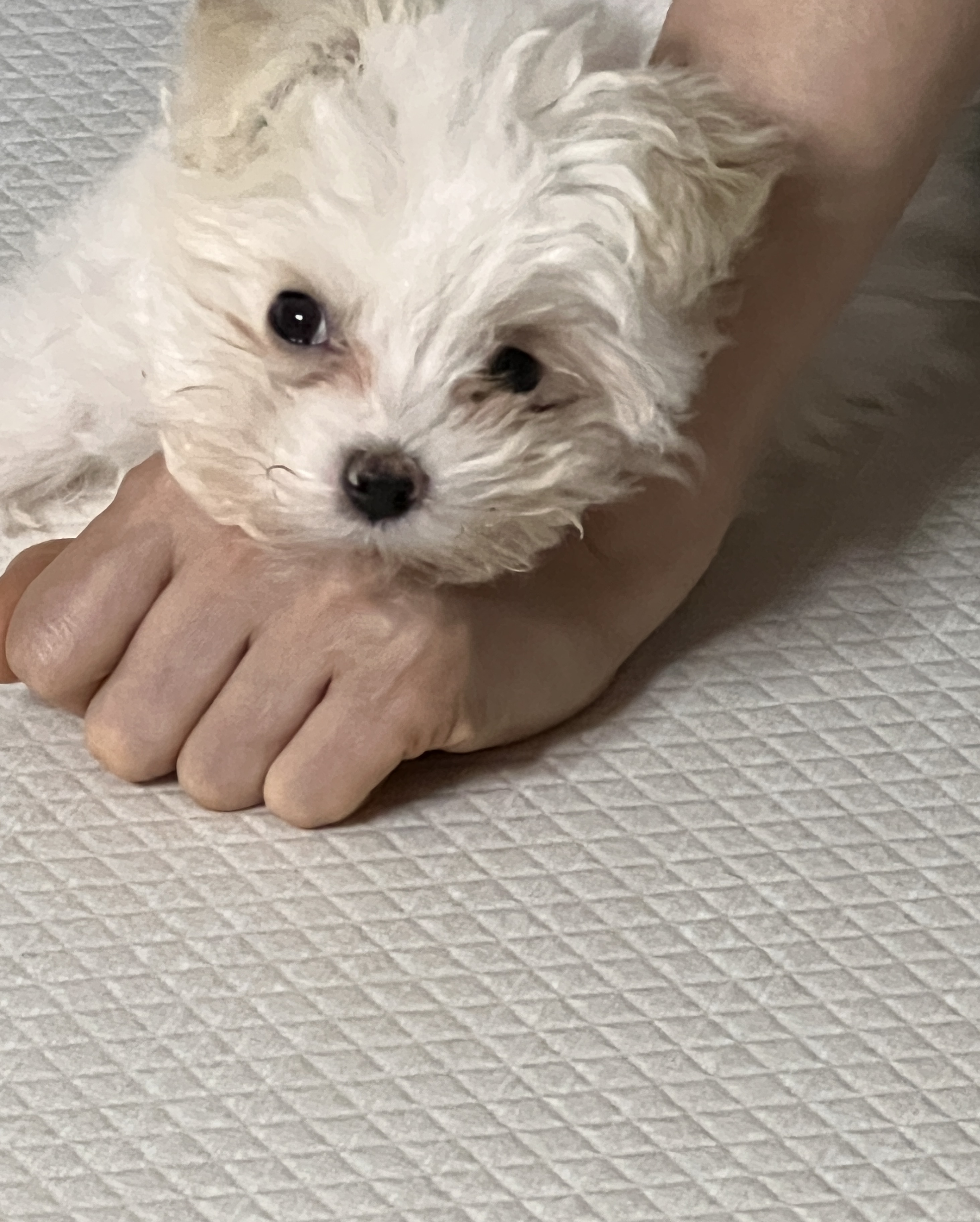 밥풀이 (다웅이) 한달 후기입니다~