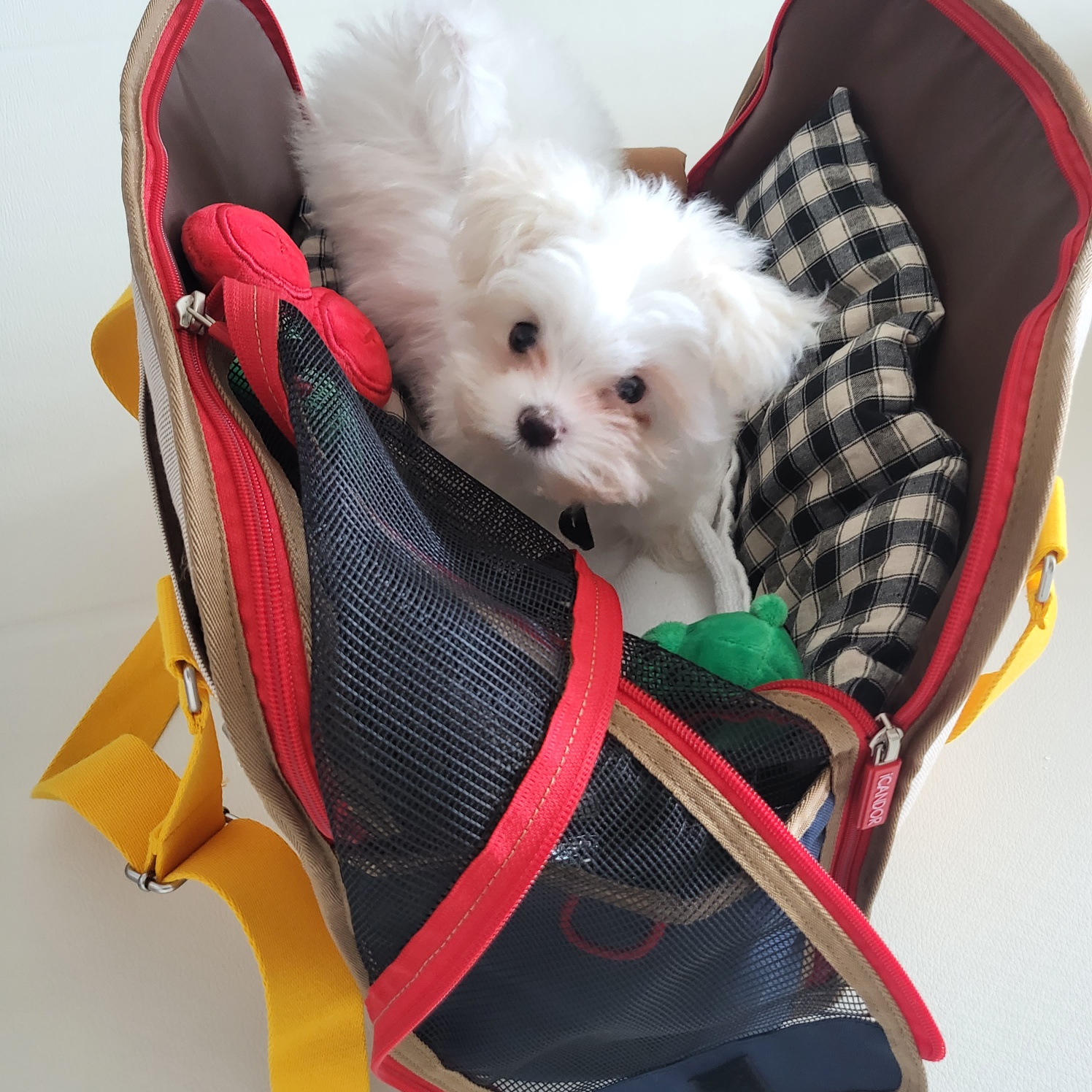 밥풀이 (다웅이) 한달 후기입니다~