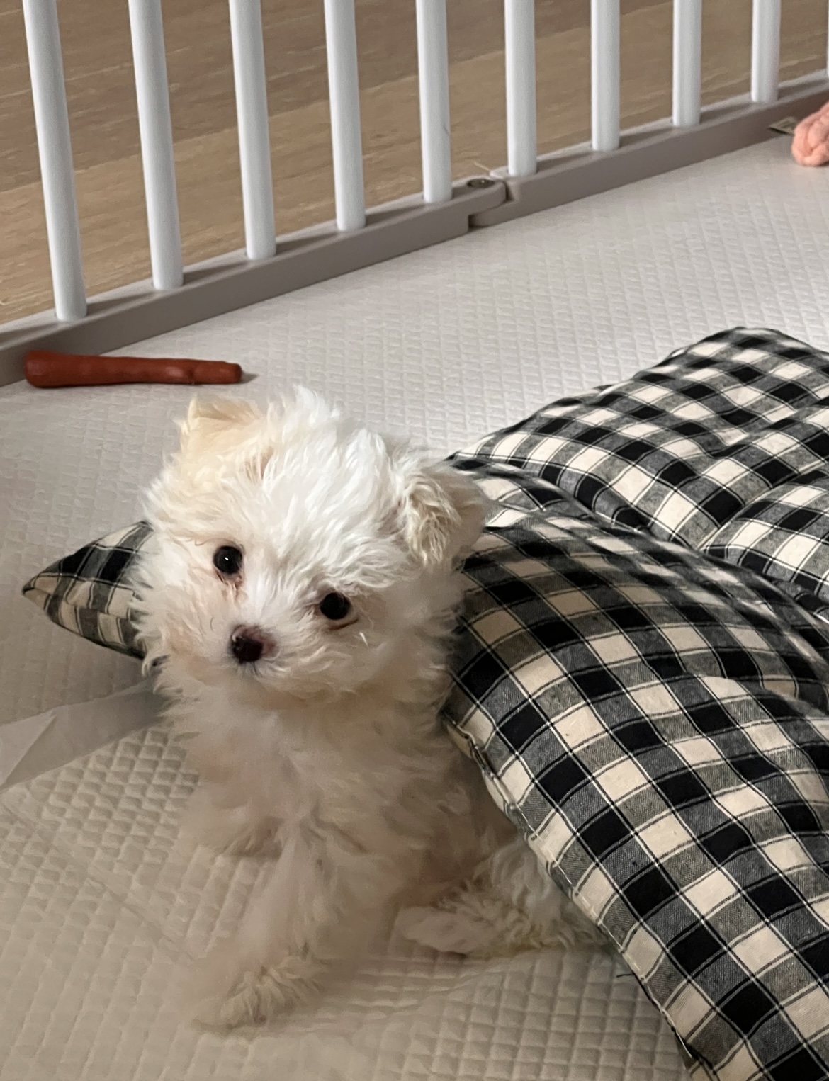 밥풀이 (다웅이) 한달 후기입니다~