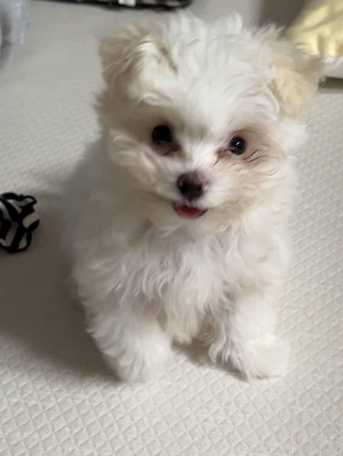 밥풀이 (다웅이) 한달 후기입니다~