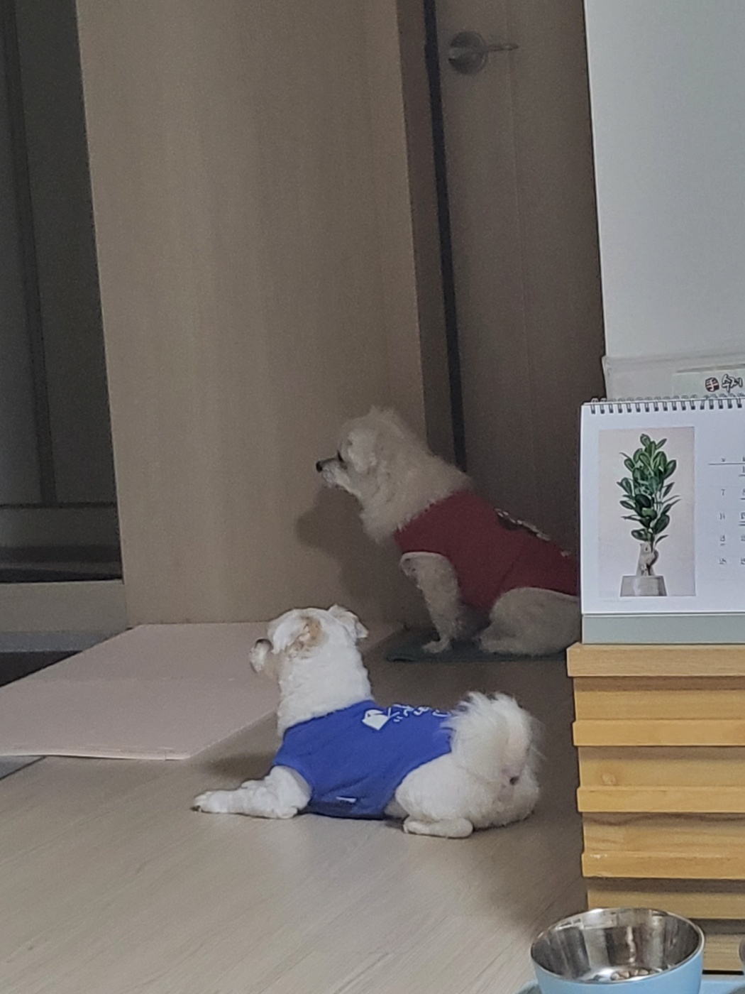 썬(포치) 입양 9개월차 생활기