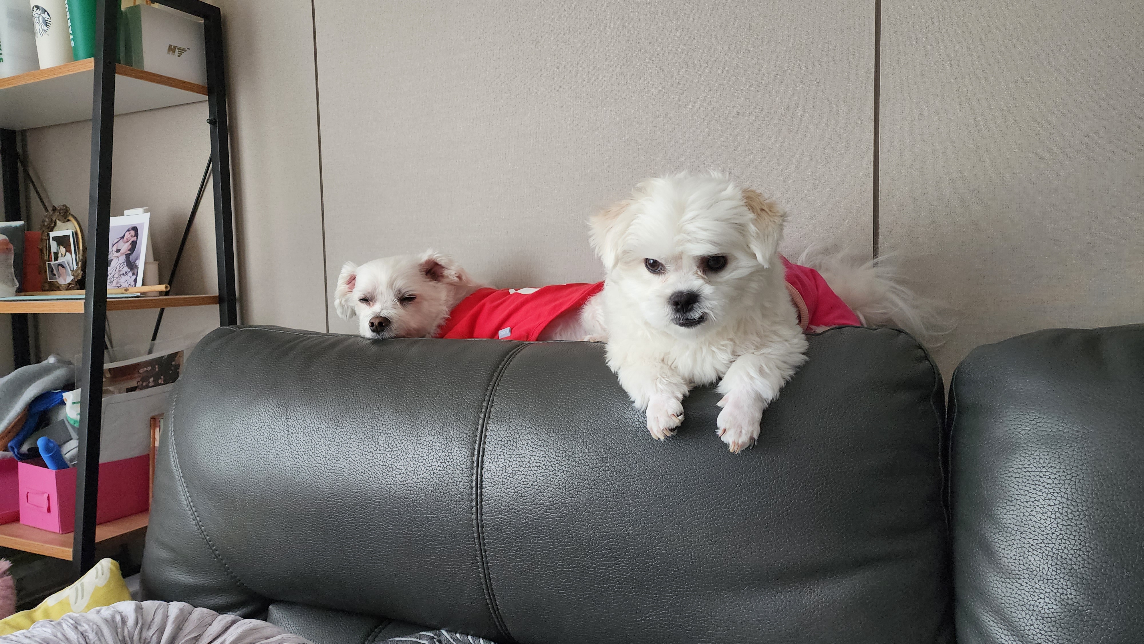 썬(포치) 입양 9개월차 생활기