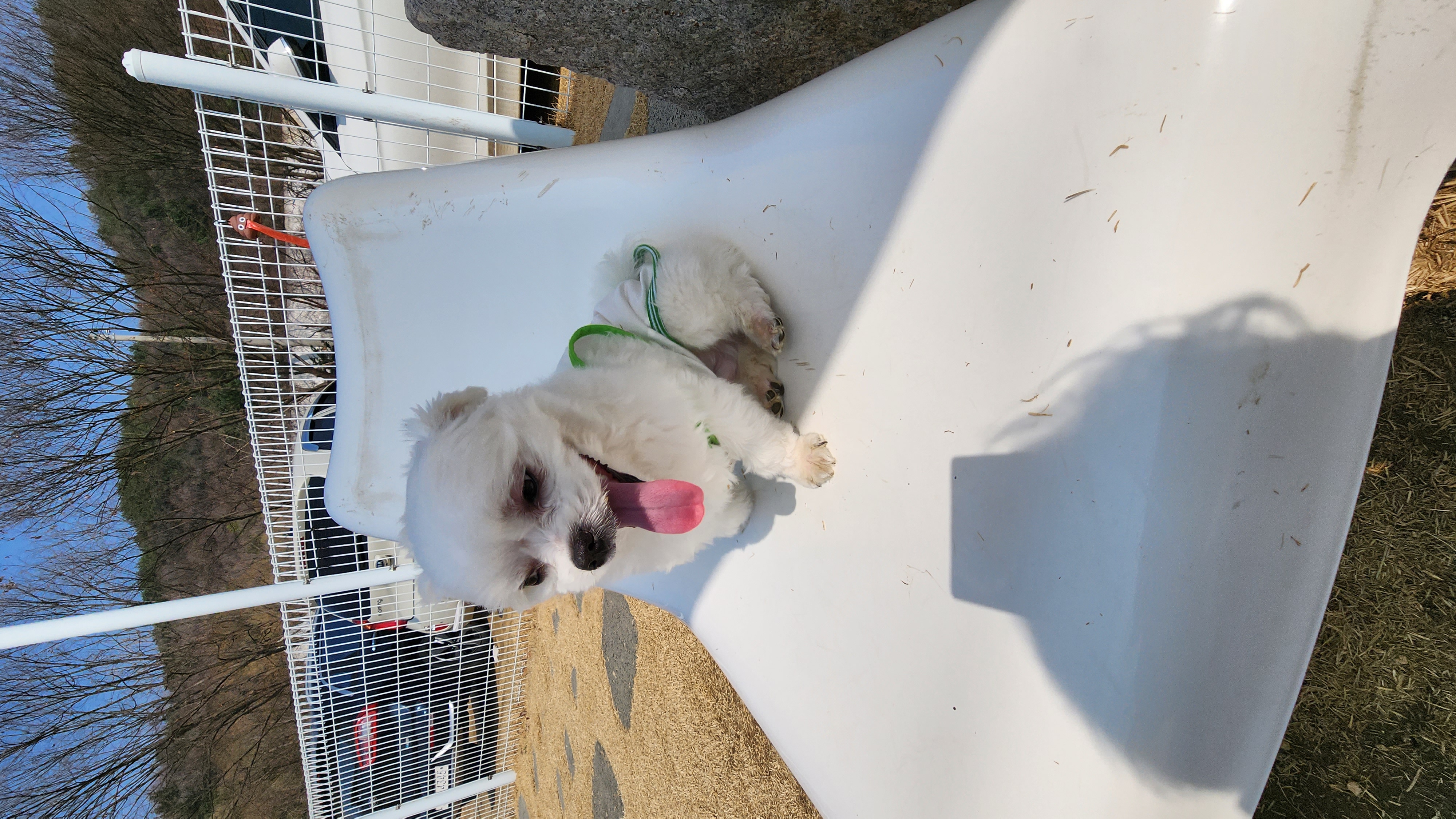 썬(포치) 입양 9개월차 생활기