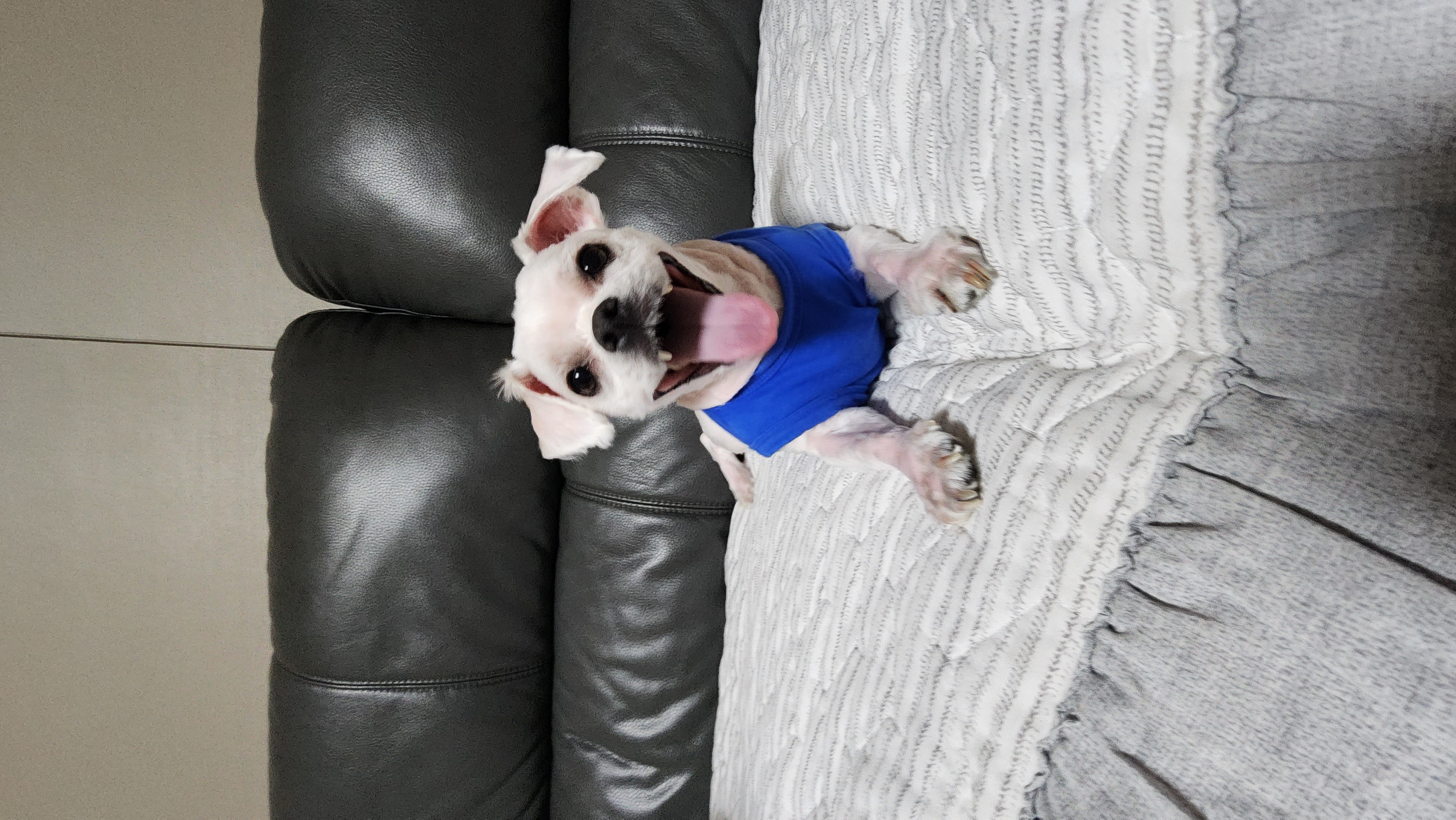 썬(포치) 입양 9개월차 생활기