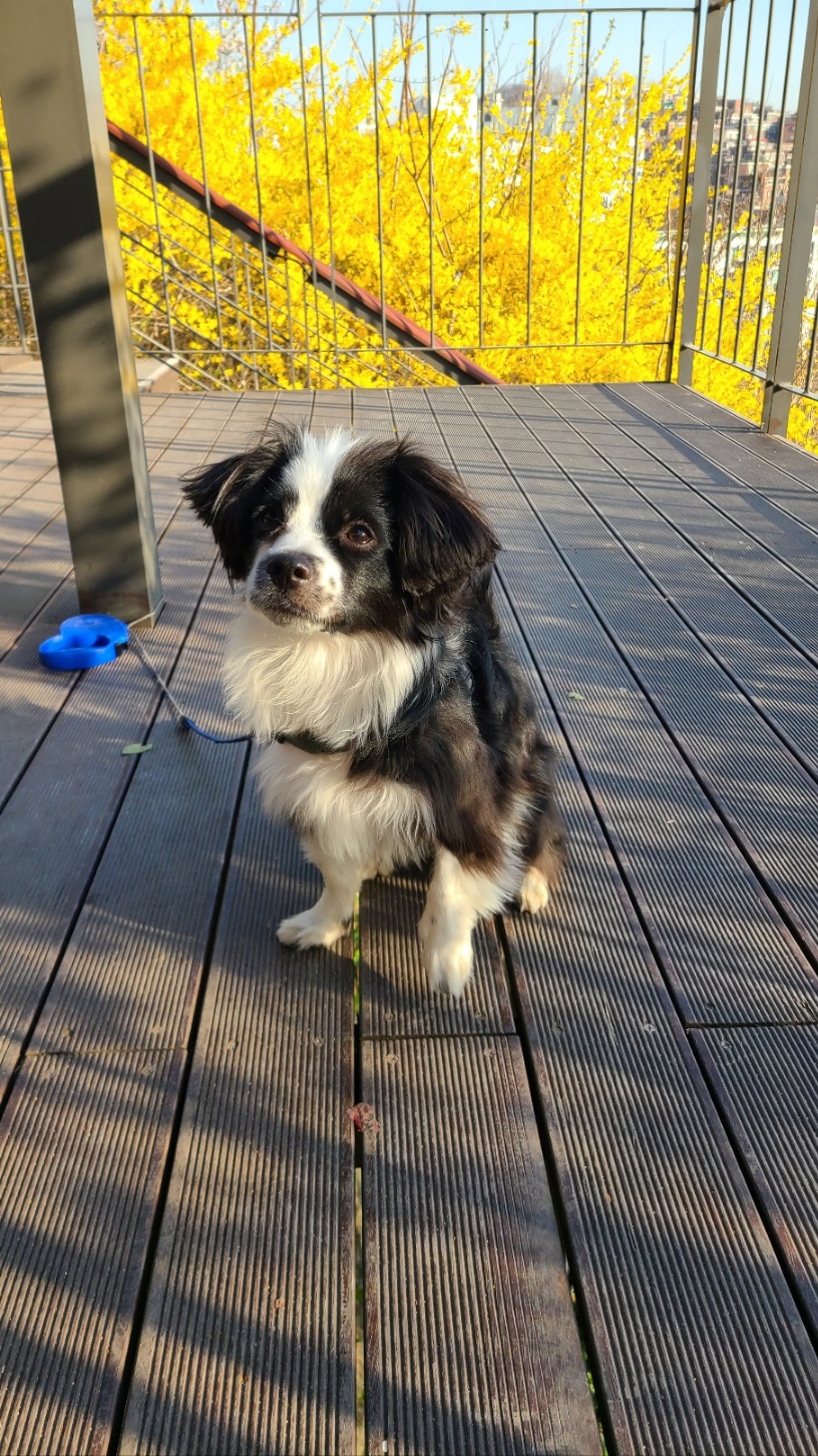 레오(포네) 인사드립니다. (after 3 months)