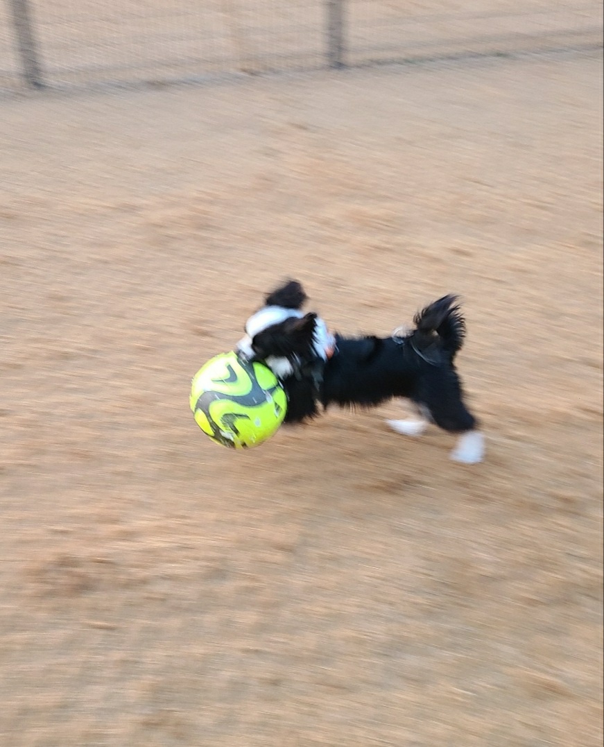 레오(포네) 인사드립니다. (after 3 months)