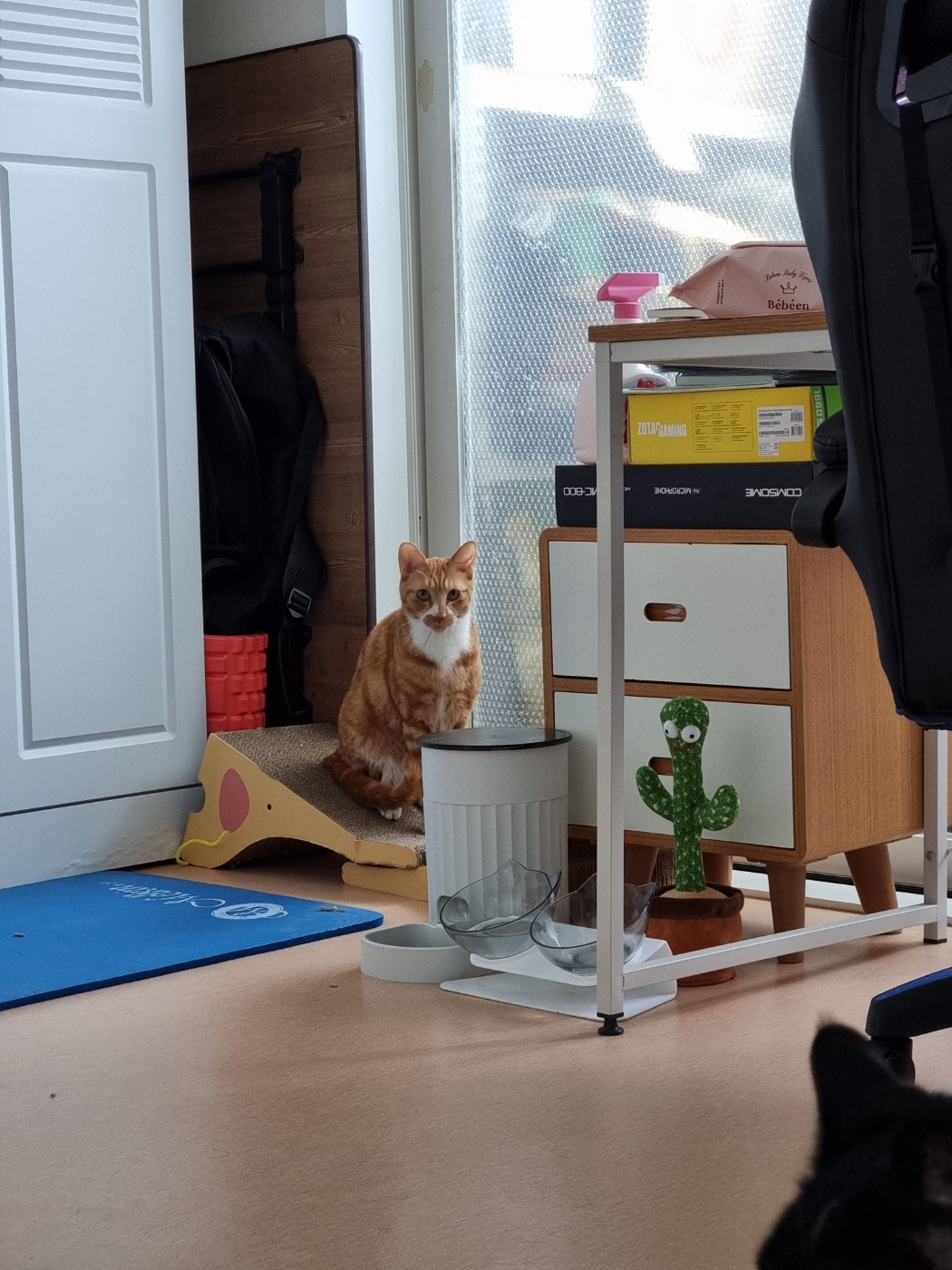 임보 두달차 필구 소식입니다^^