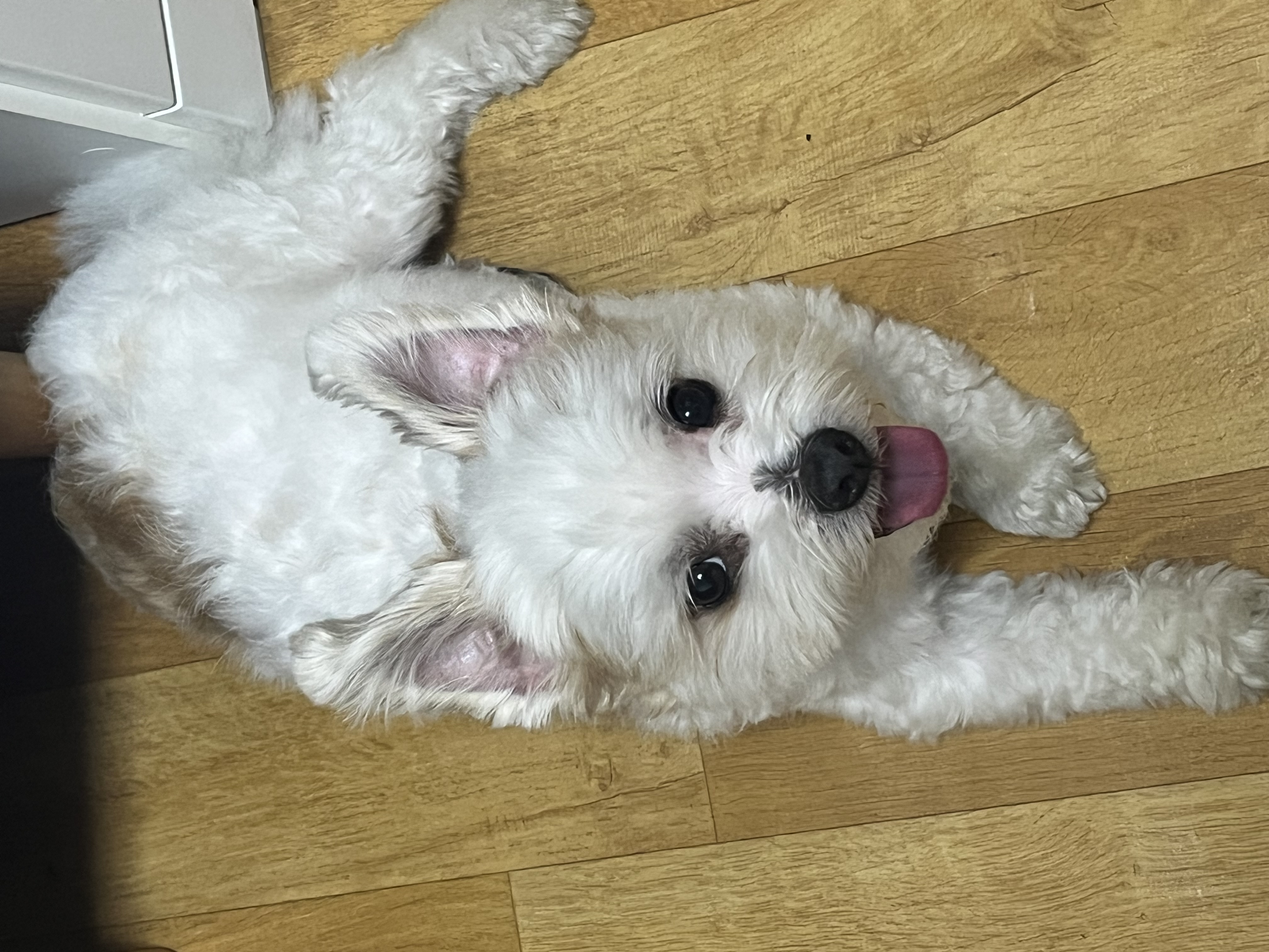 바밤이(구 아금이) 입양한지 일주일째에요:) 