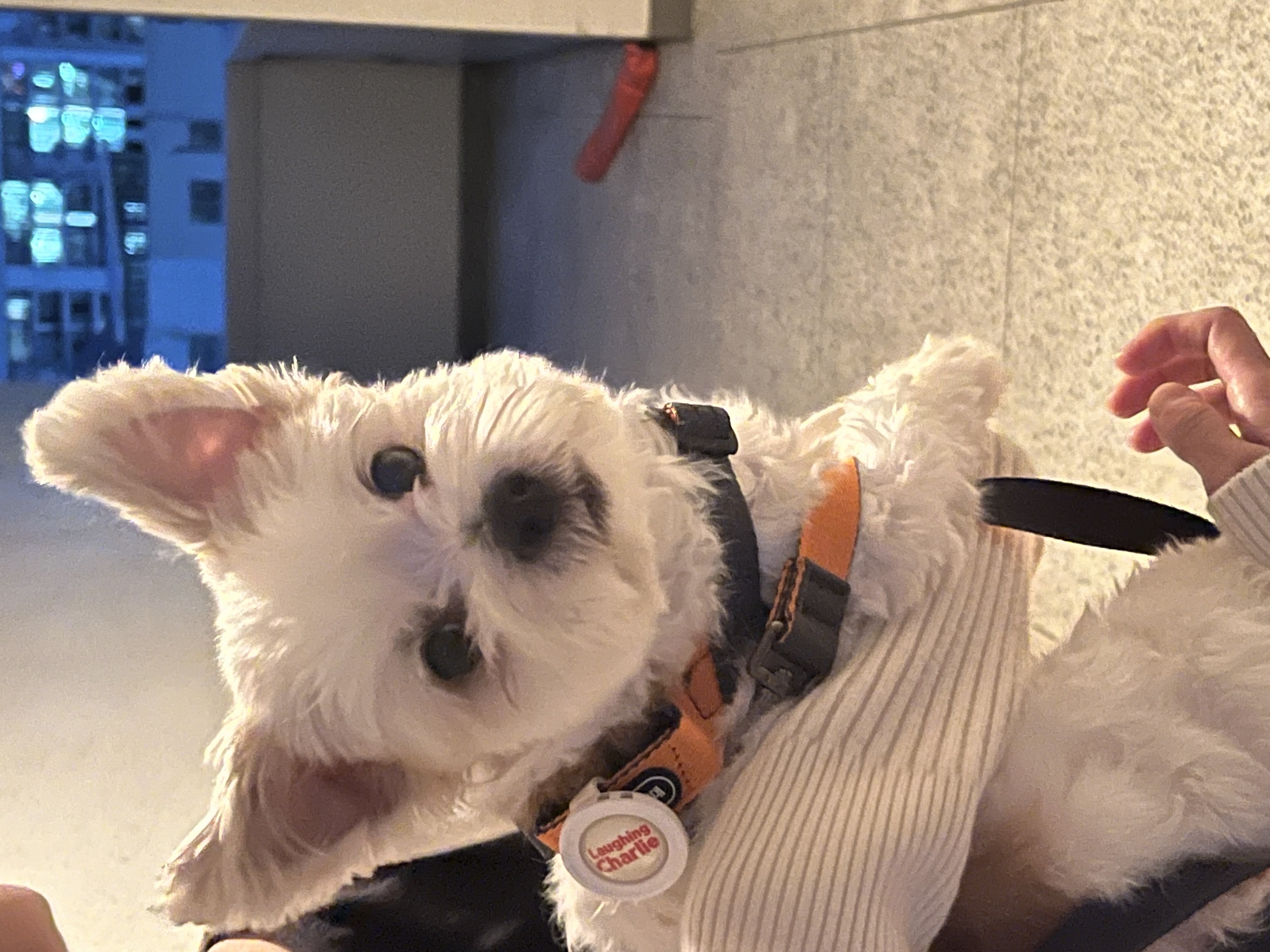 바밤이(구 아금이) 입양한지 일주일째에요:) 