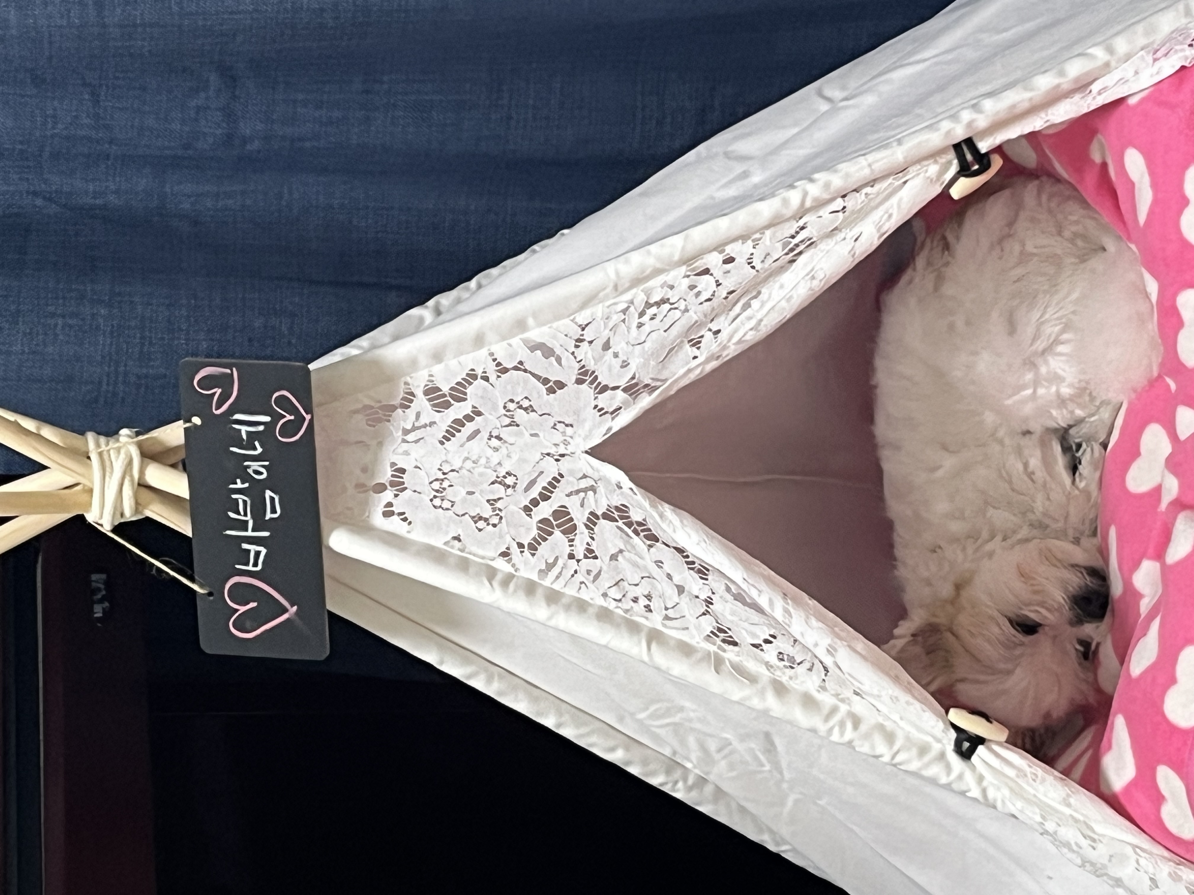 바밤이(구 아금이) 입양한지 일주일째에요:) 