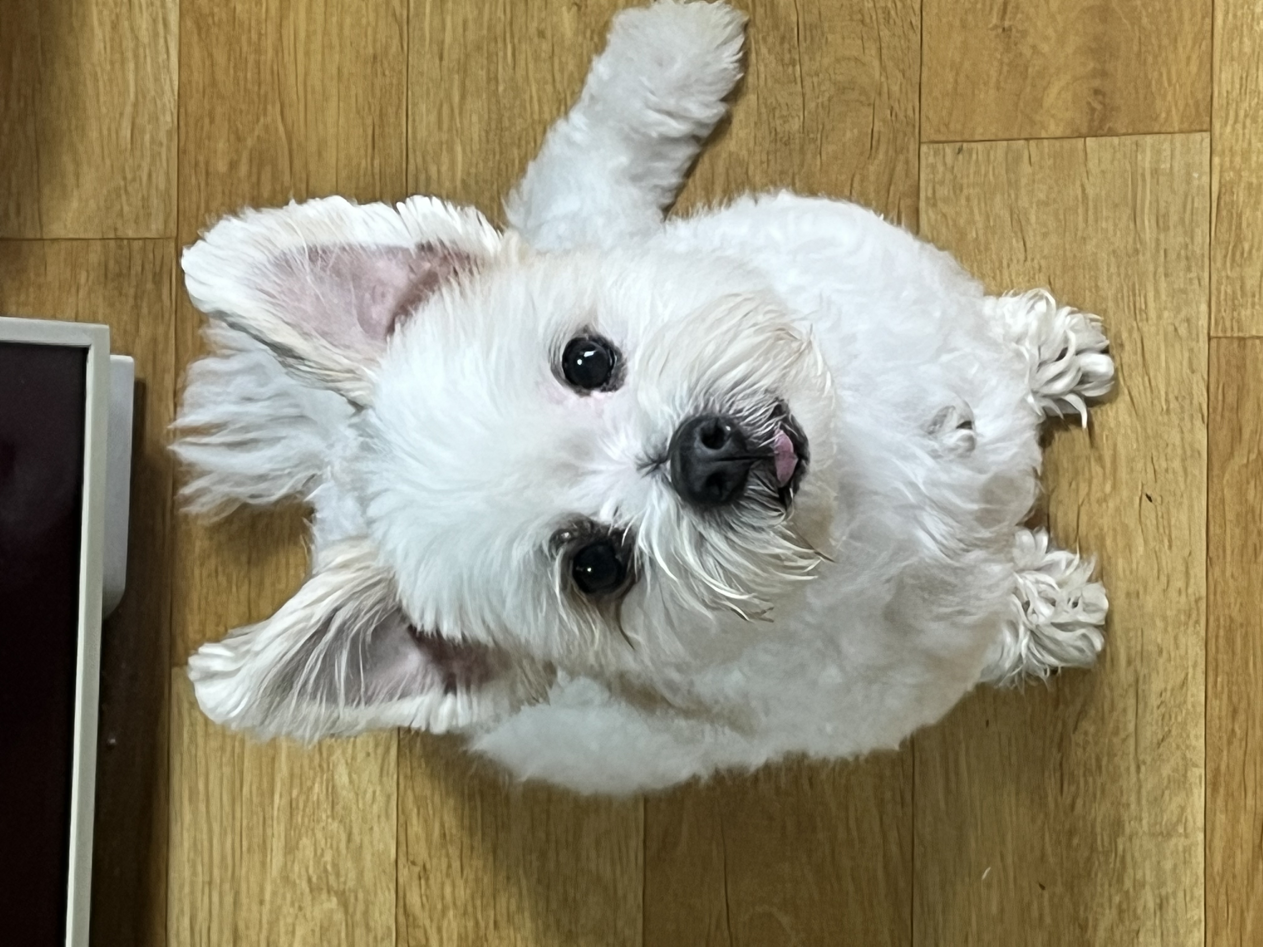 바밤이(구 아금이) 입양한지 일주일째에요:) 