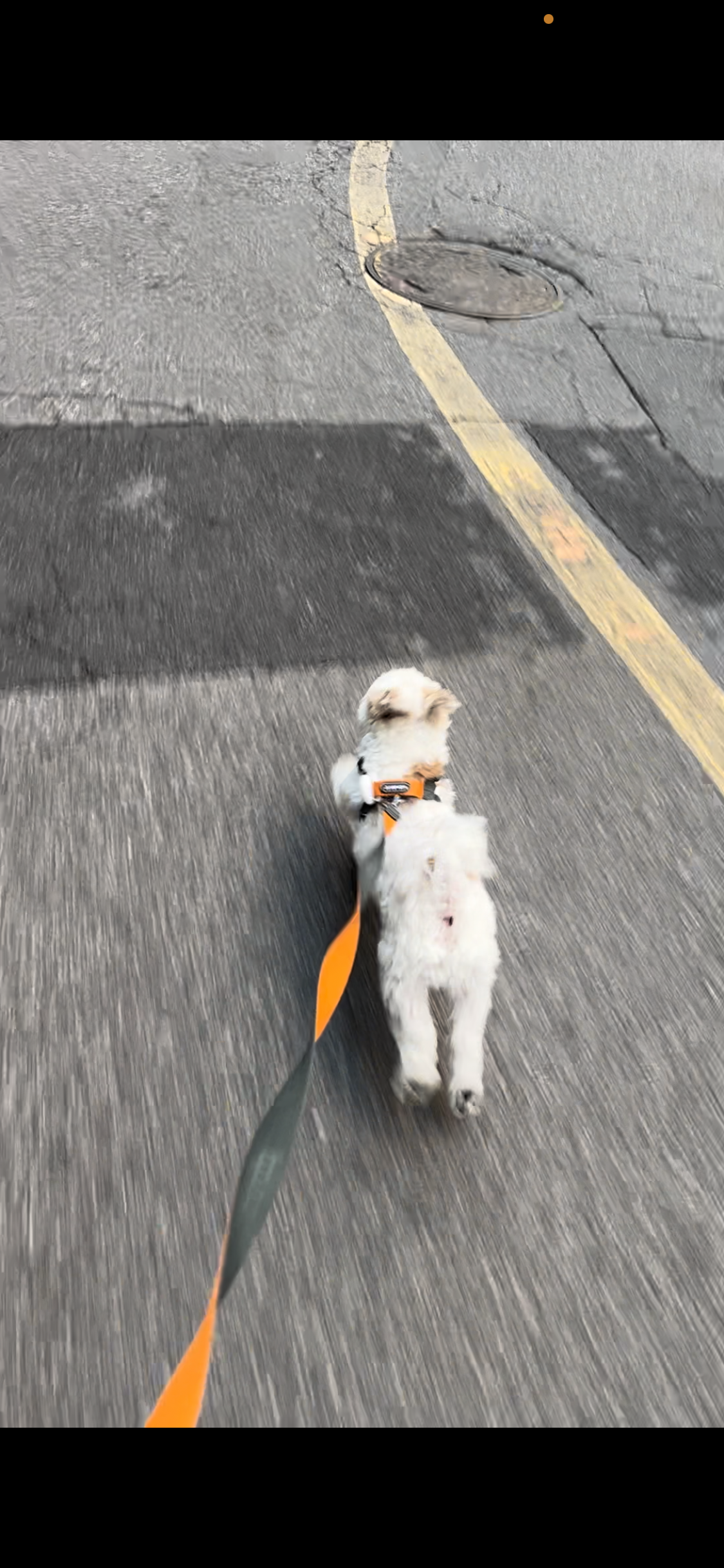 바밤이(구 아금이) 입양한지 일주일째에요:) 