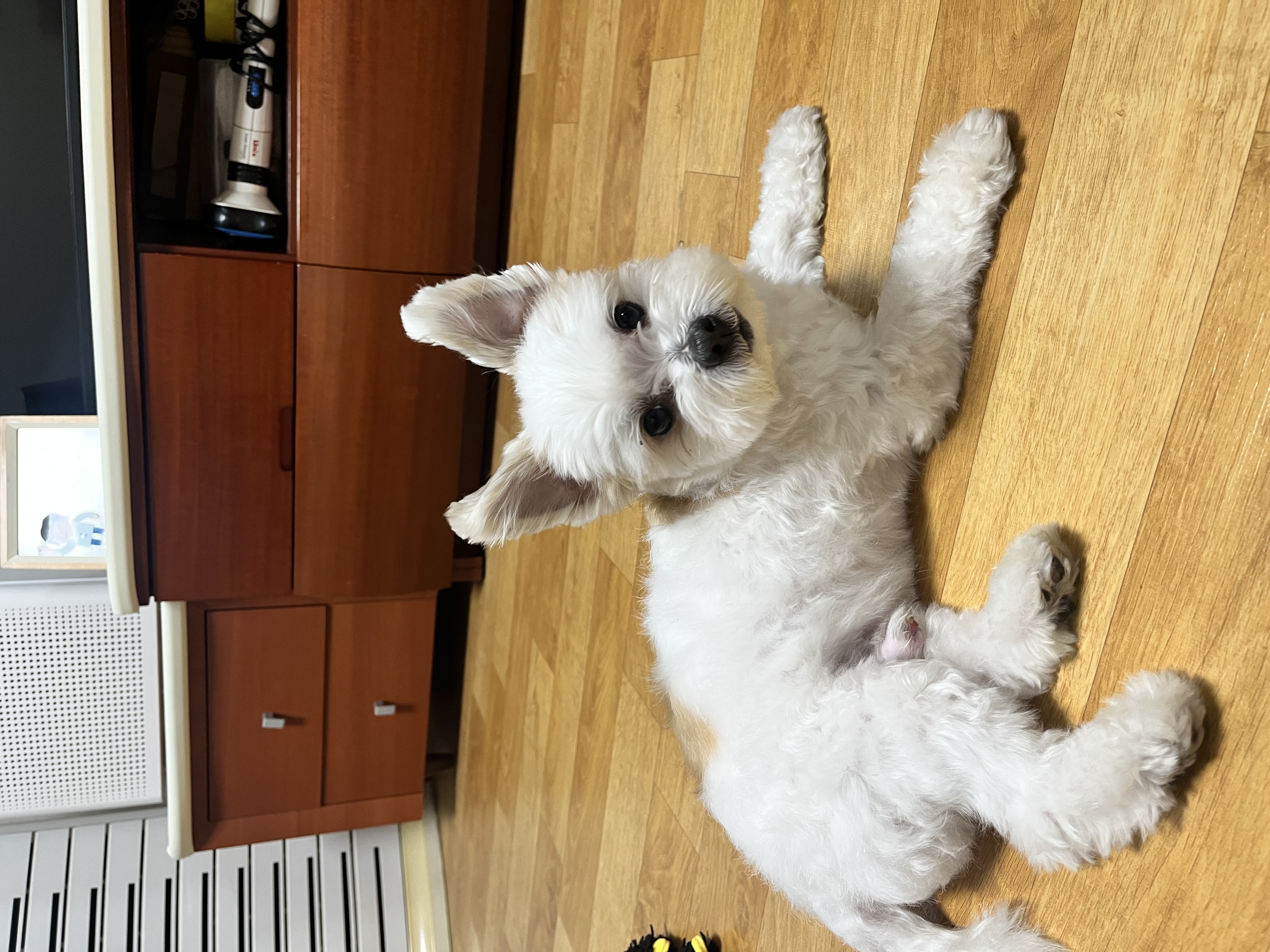 바밤이(구 아금이) 입양한지 일주일째에요:) 