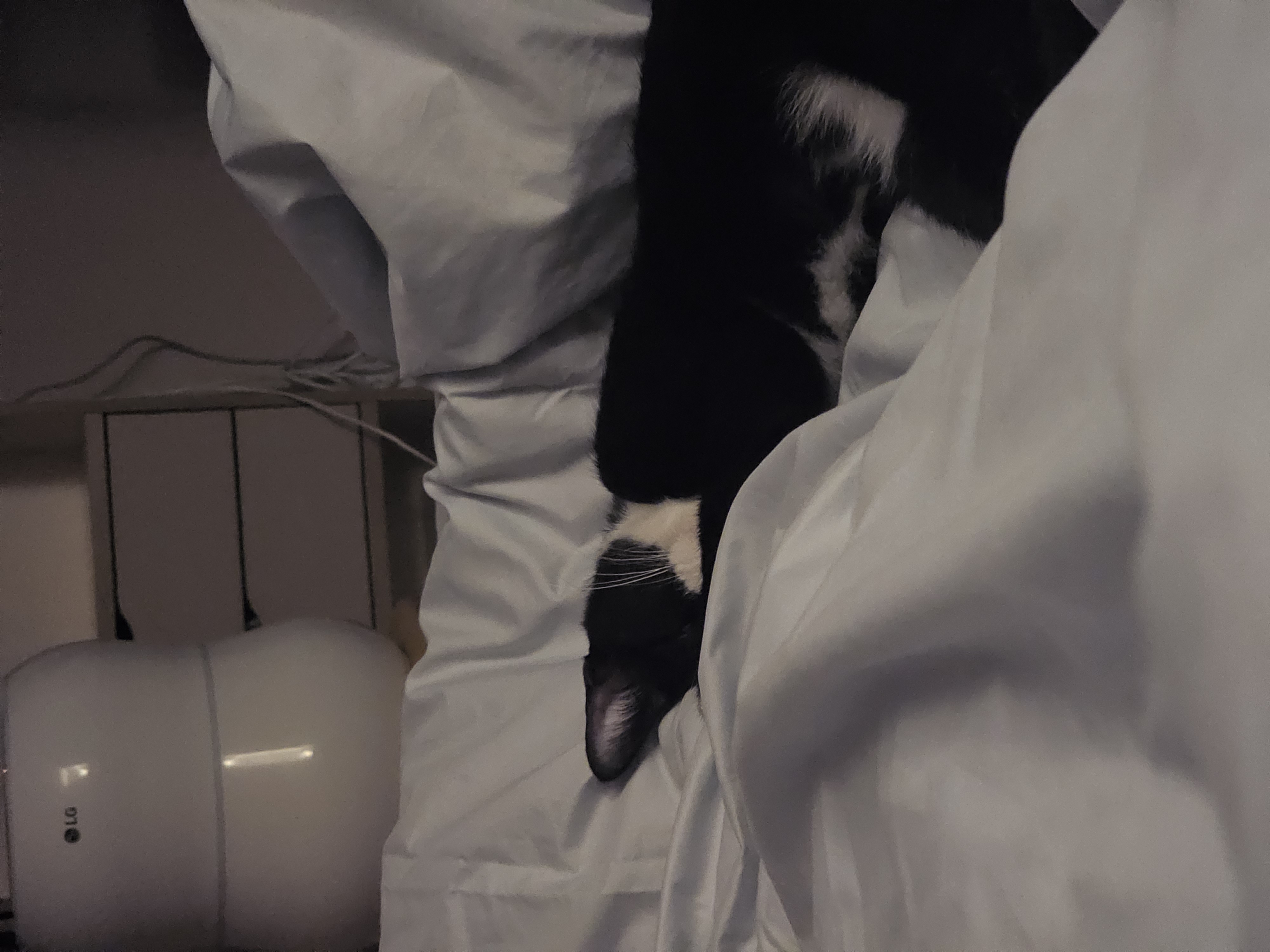 허밍이 입양 3개월차