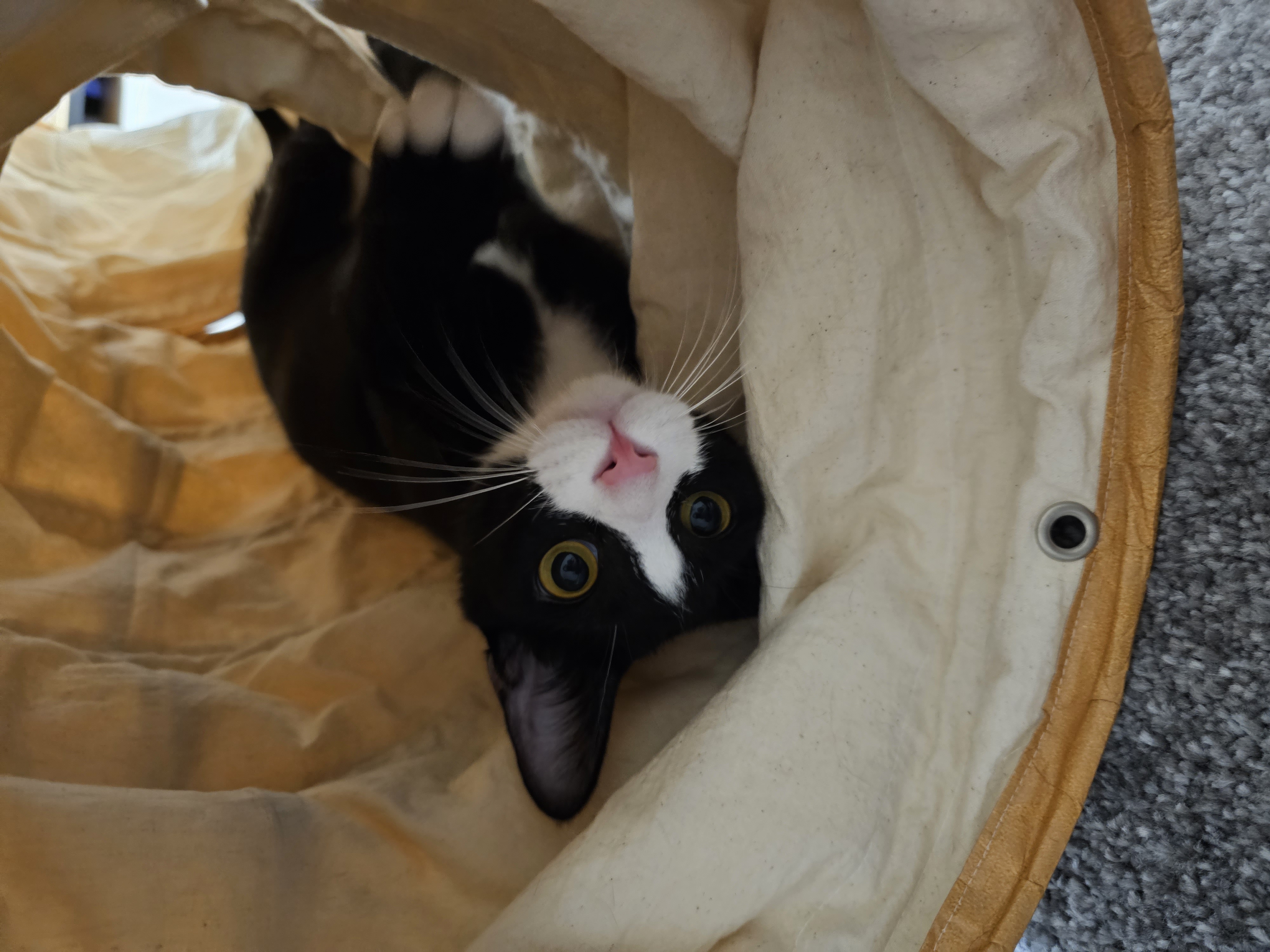 허밍이 입양 3개월차