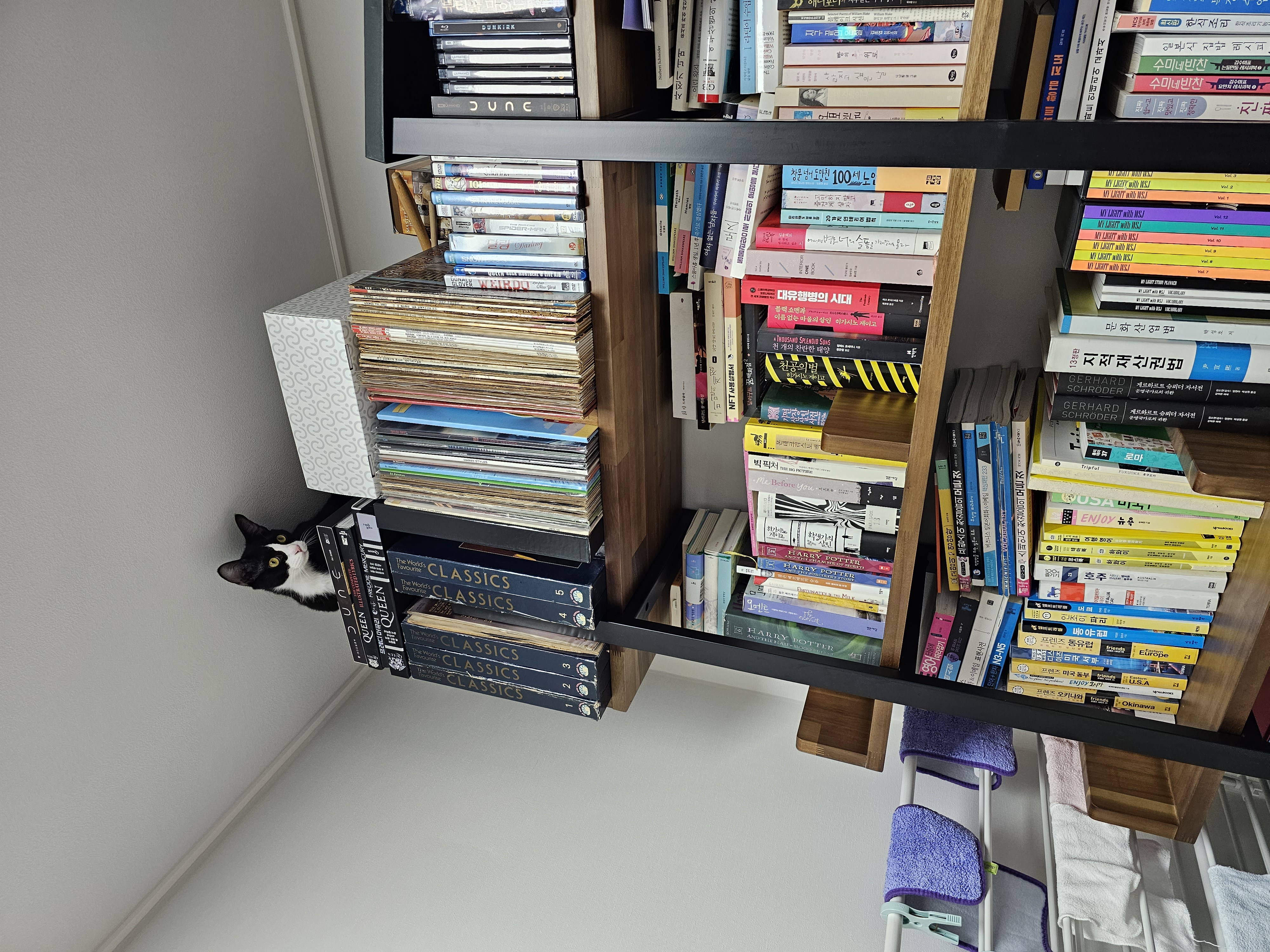 허밍이 입양 3개월차