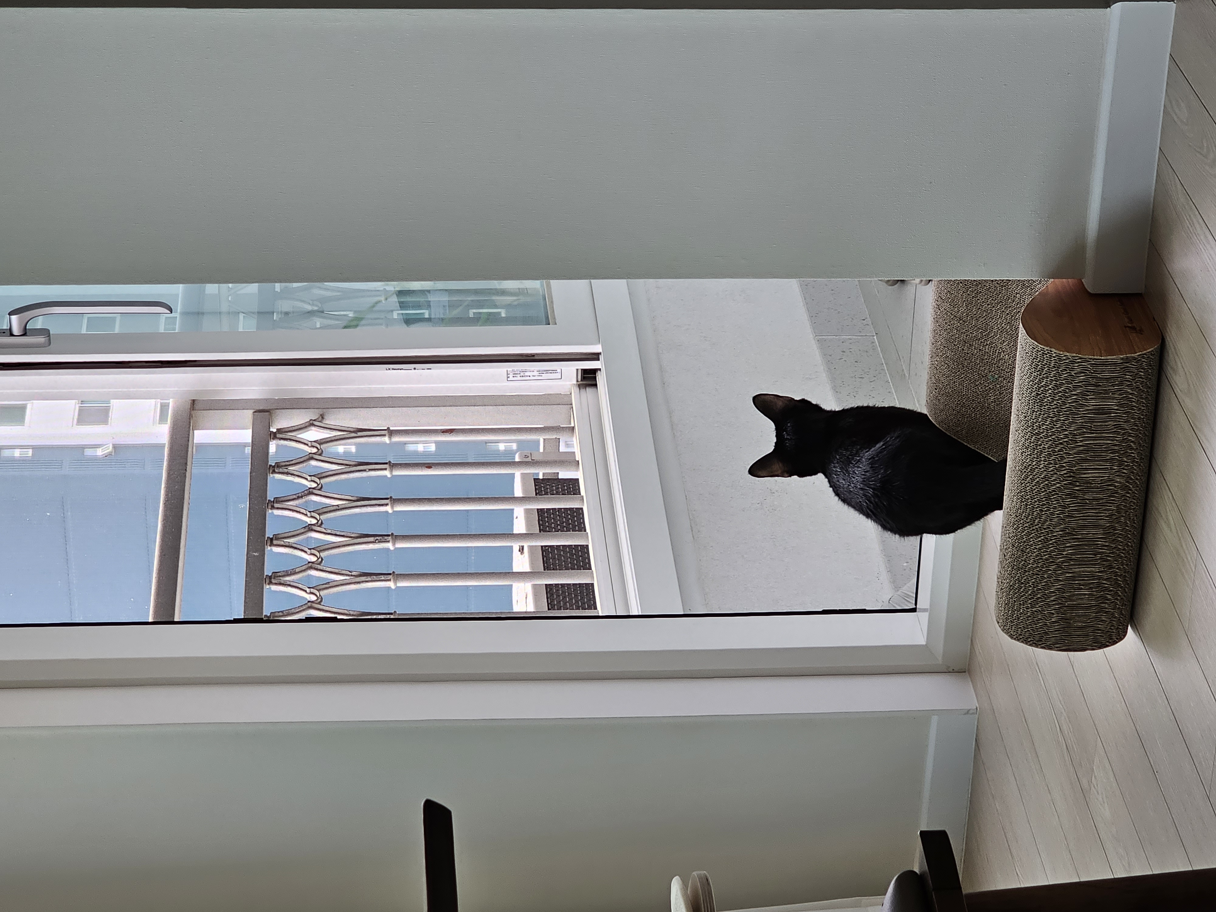 허밍이 입양 3개월차