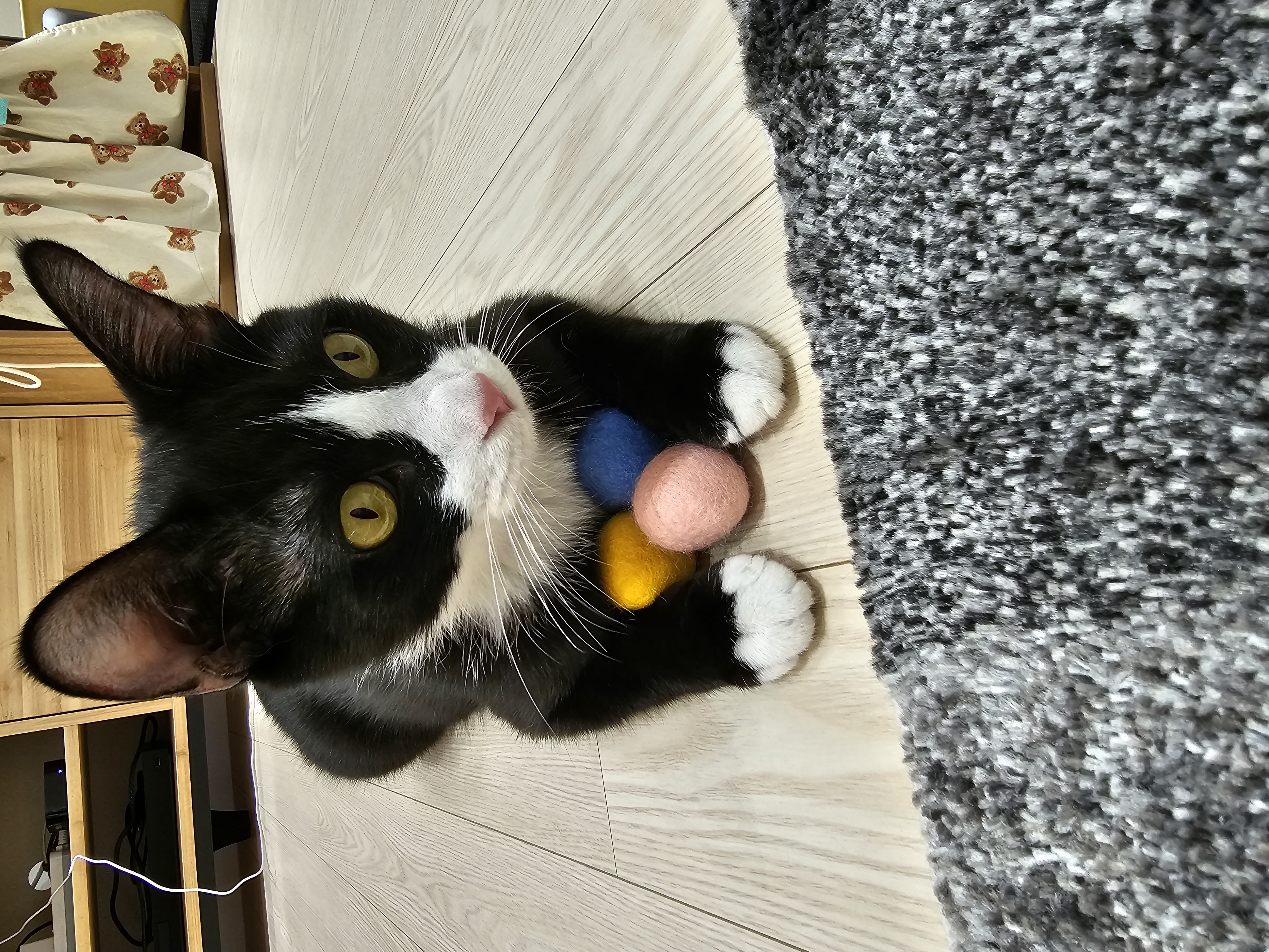 허밍이 입양 3개월차