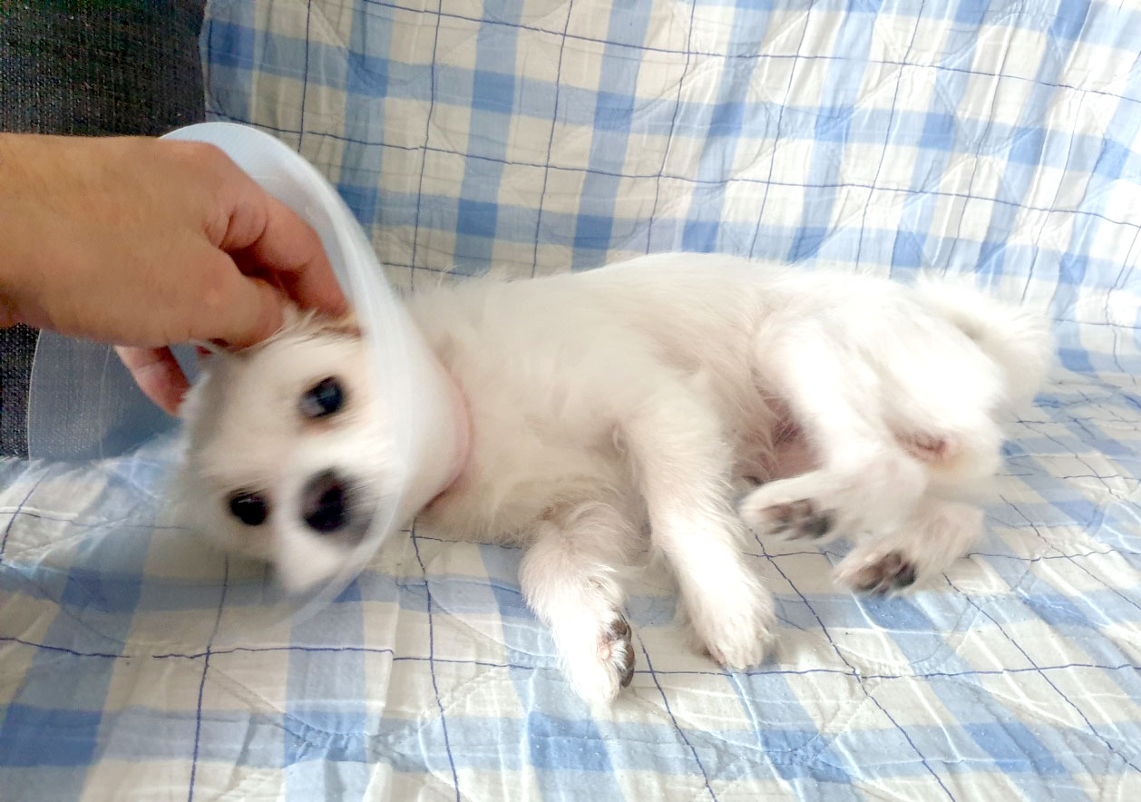 이브(원투) 중성화 수술 잘하고 요양중입니다.