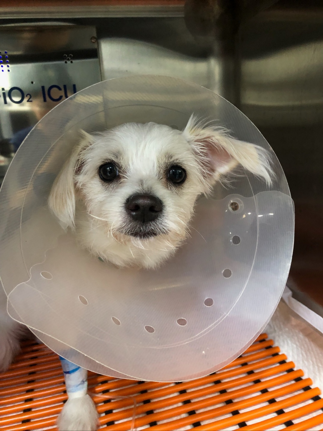 이브(원투) 중성화 수술 잘하고 요양중입니다.