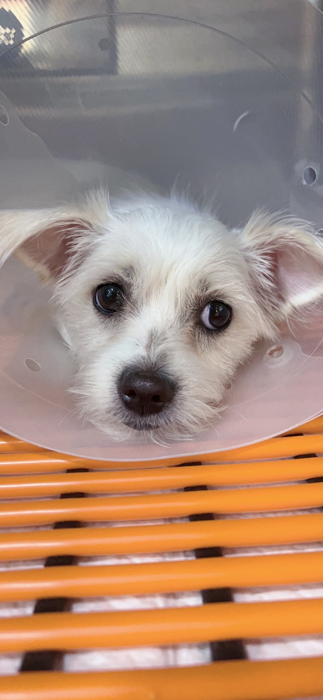 이브(원투) 중성화 수술 잘하고 요양중입니다.