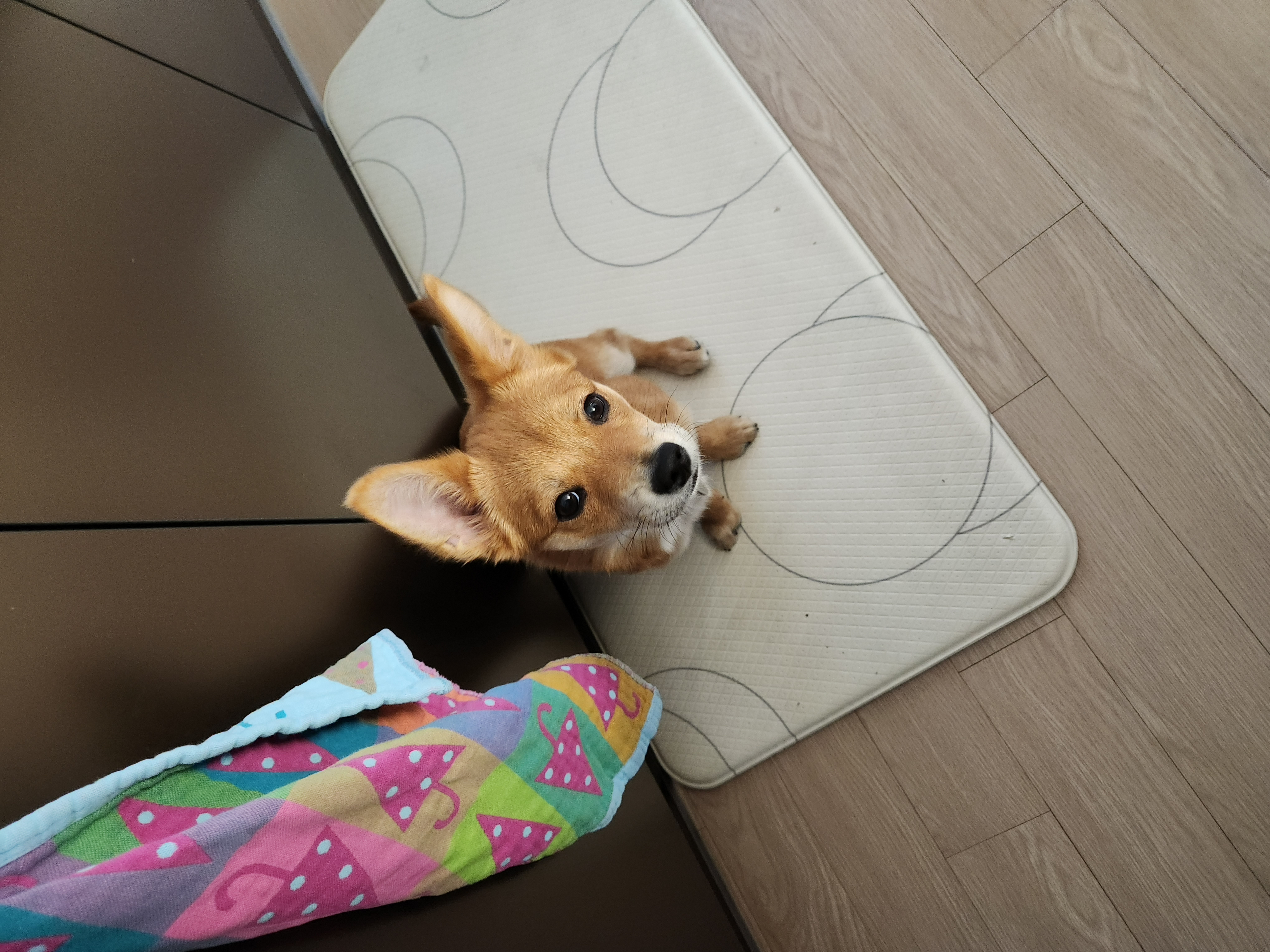 수수(후 사탕이) 한달 후기