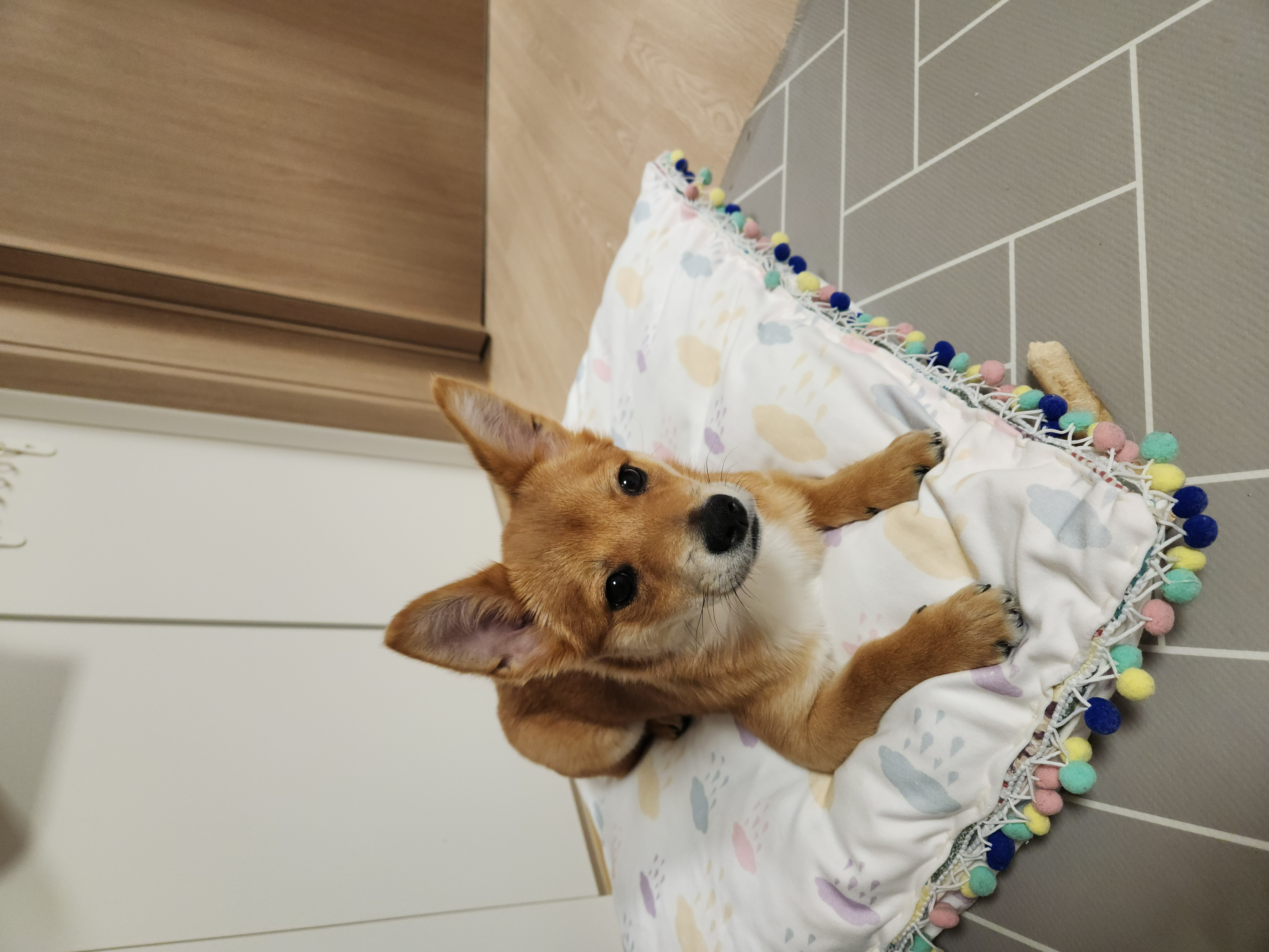 수수(후 사탕이) 한달 후기