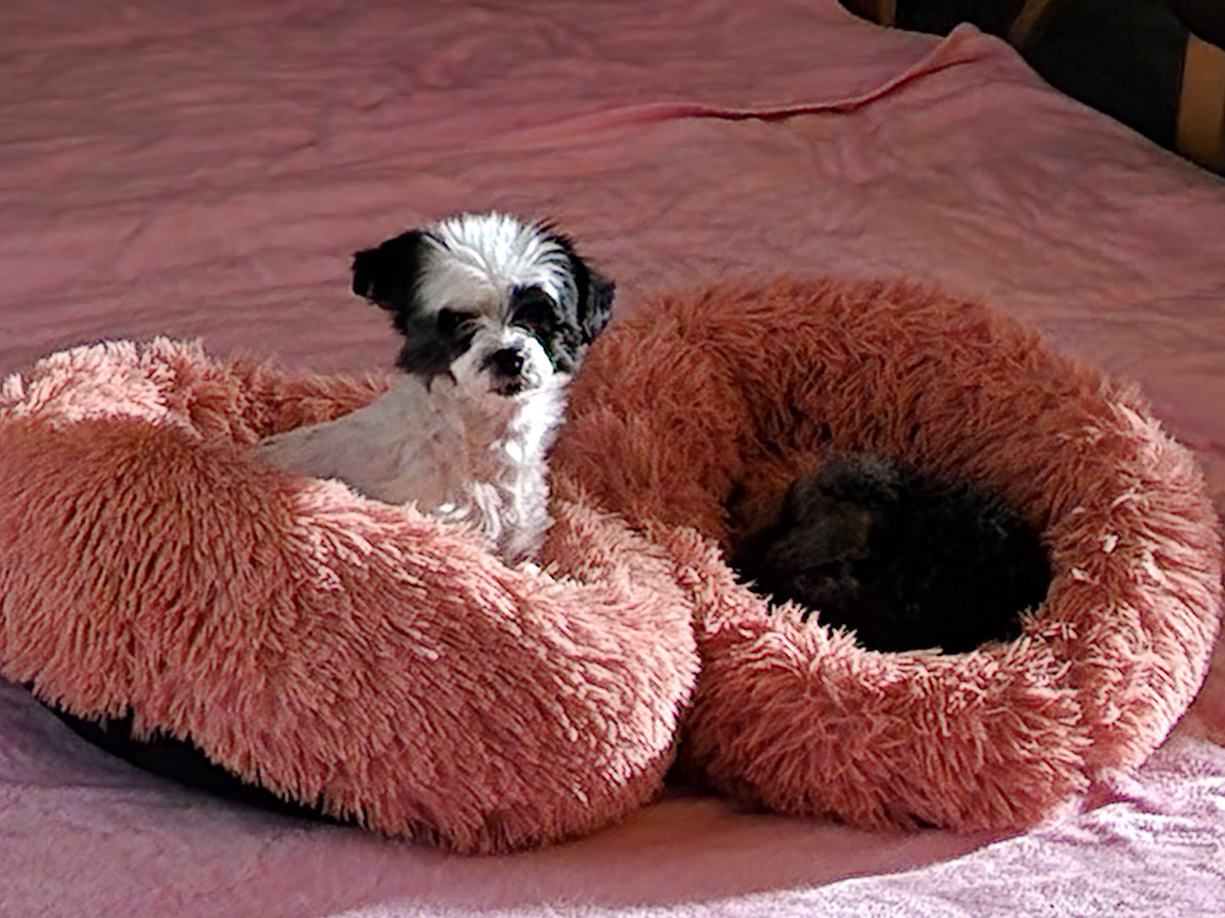 평온한 엘라♡포유