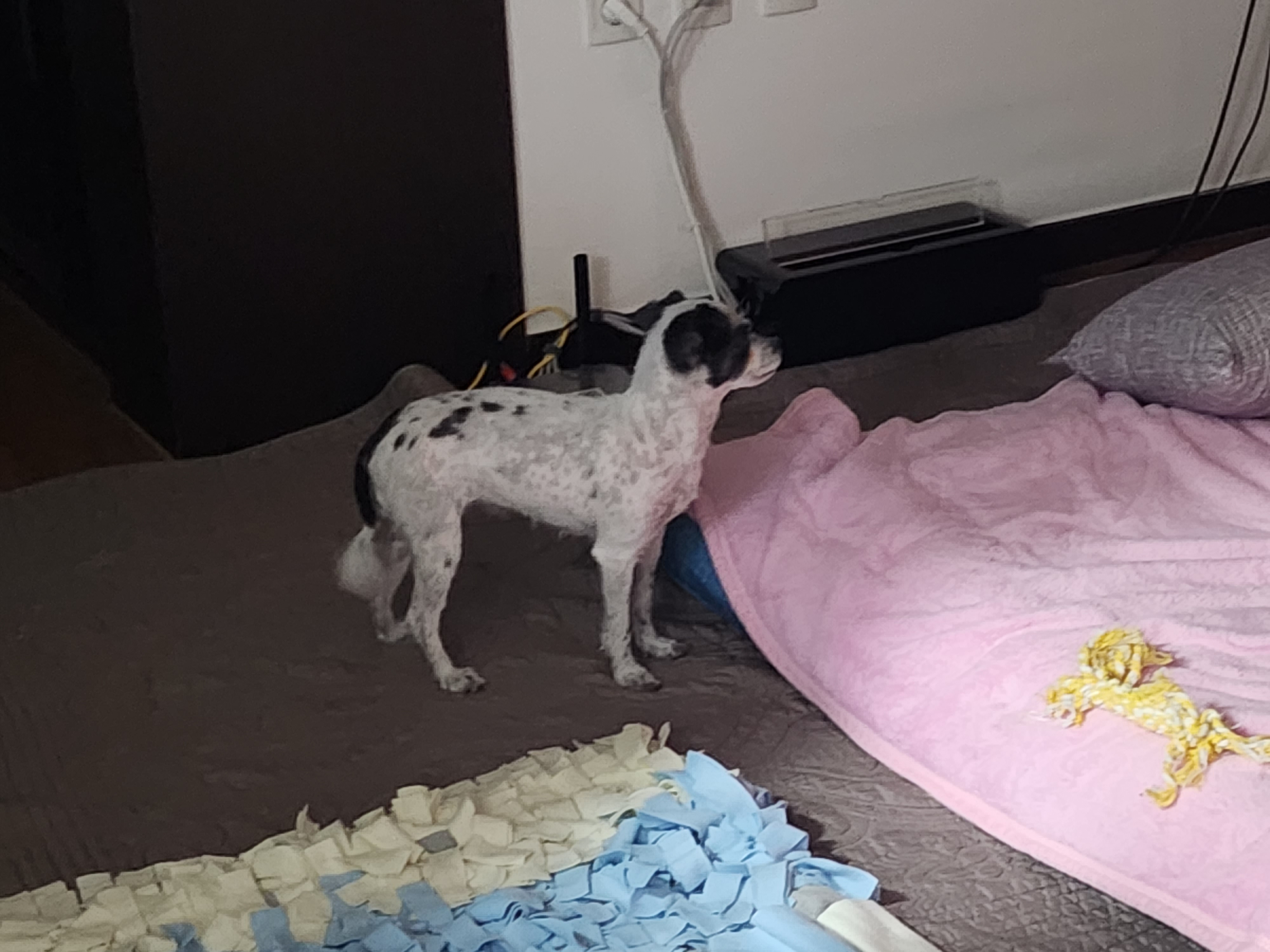 평온한 엘라♡포유