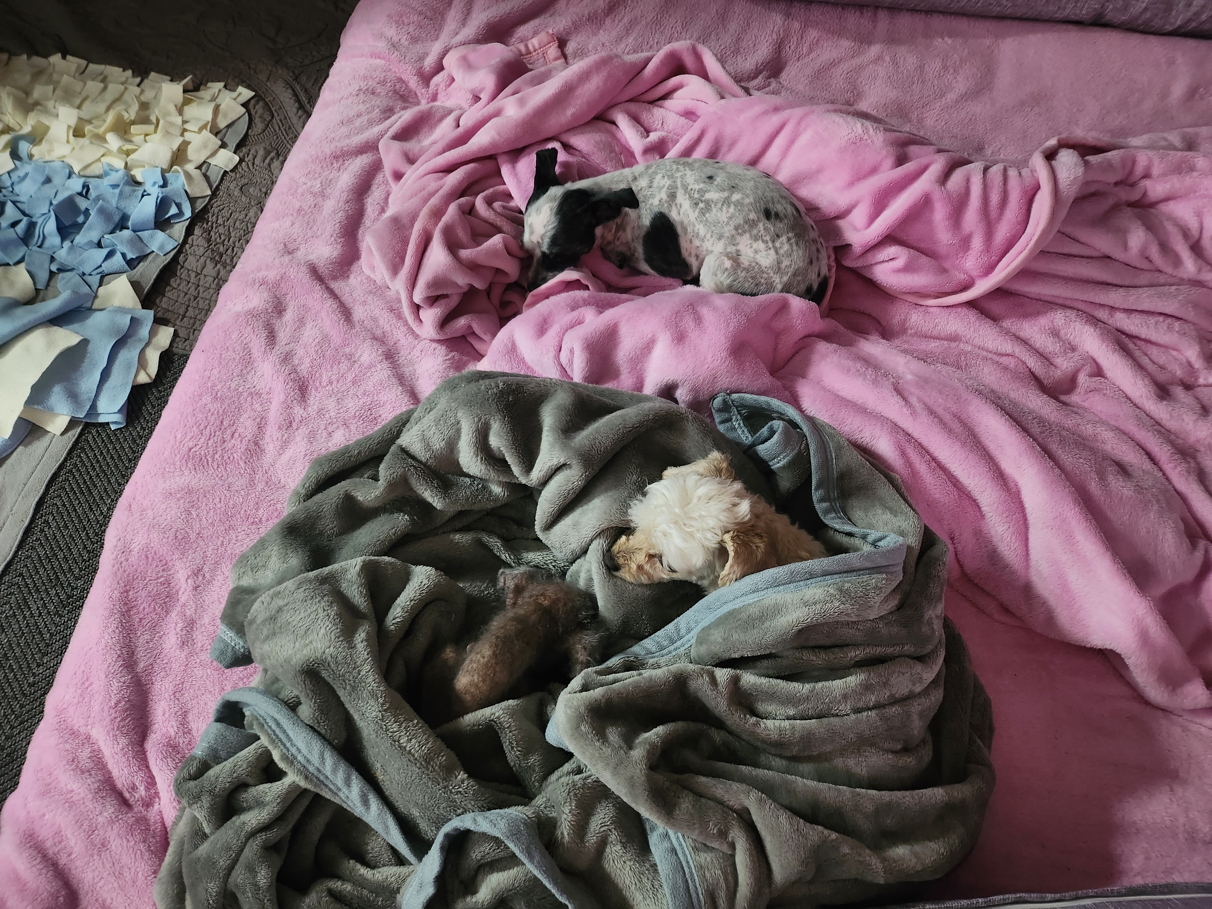 평온한 엘라♡포유