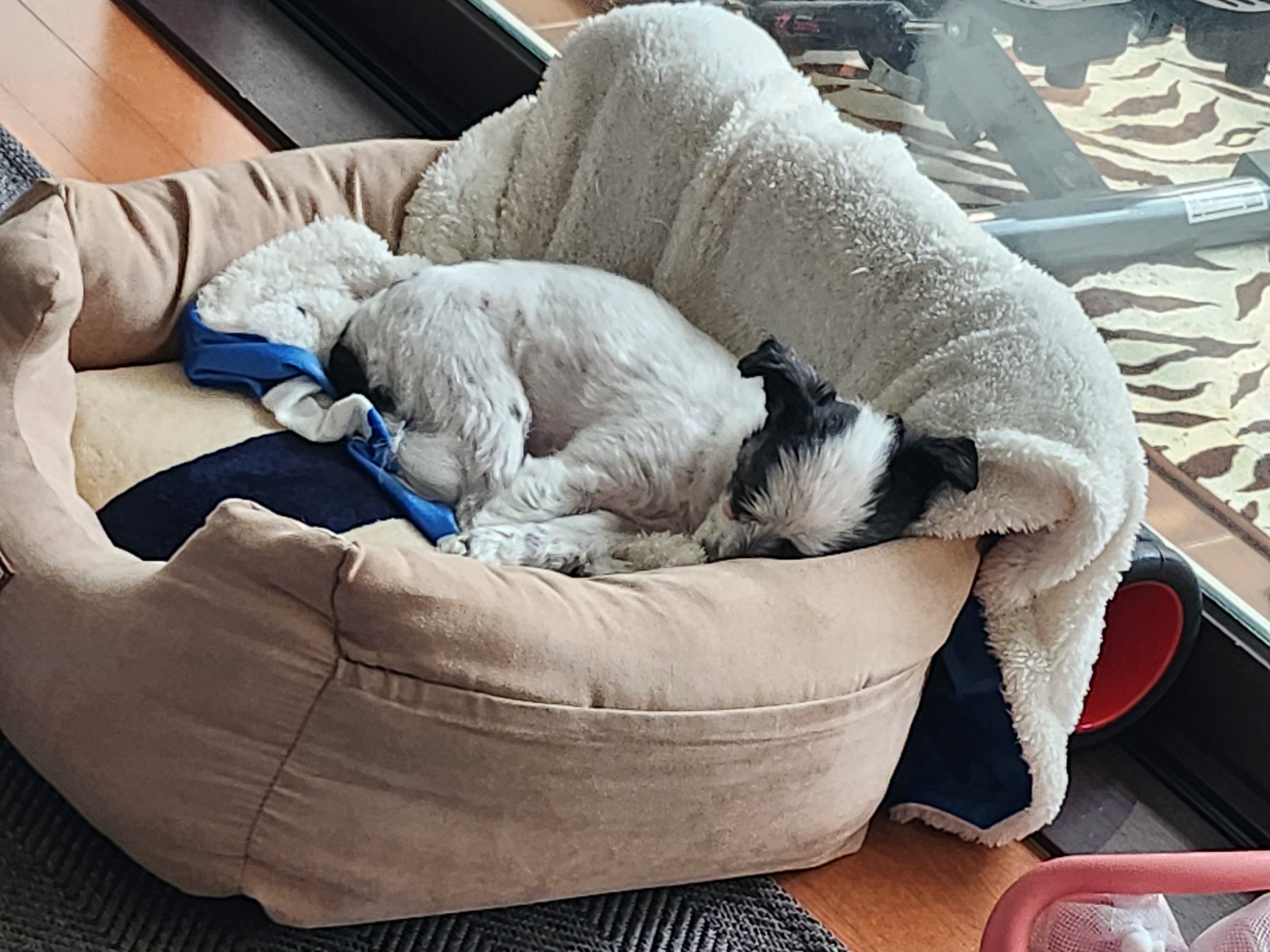 평온한 엘라♡포유