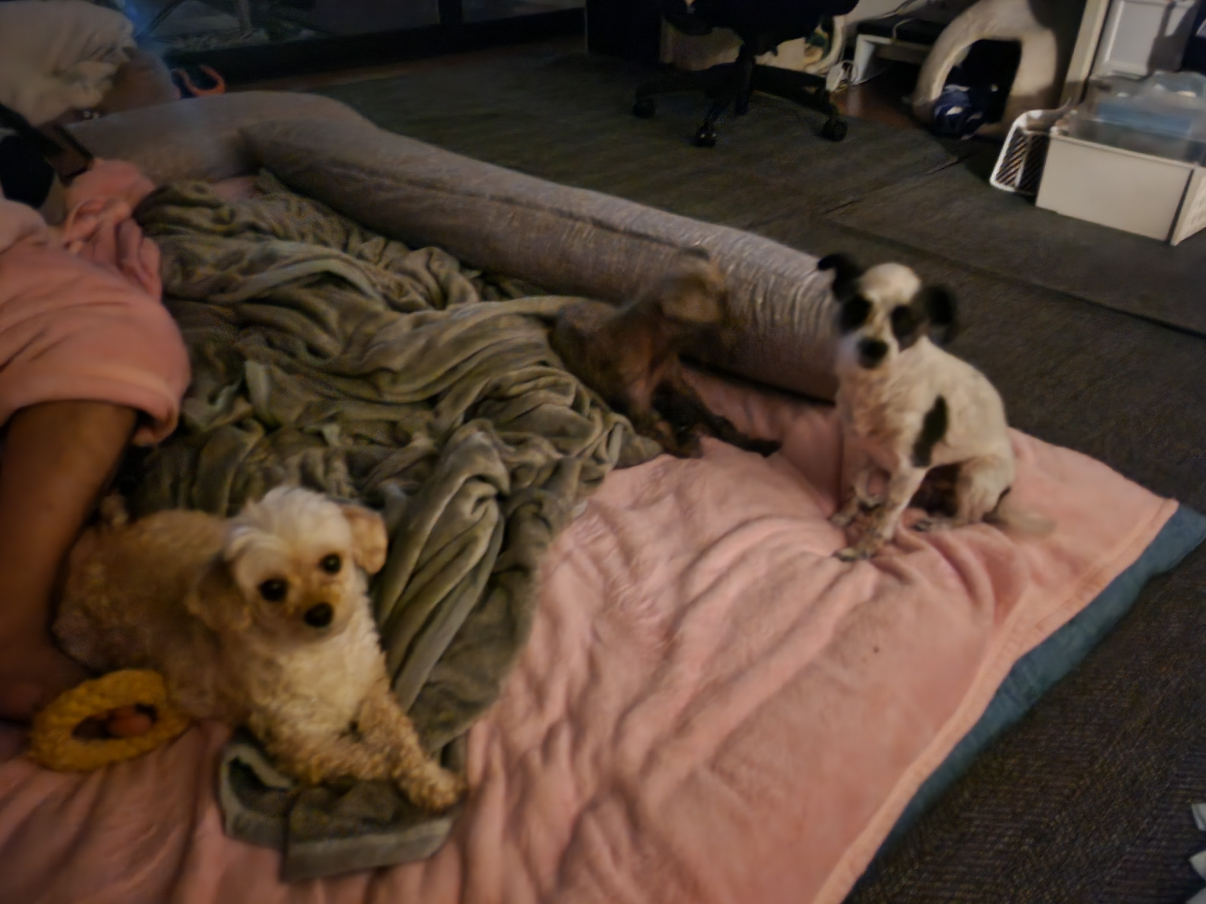 평온한 엘라♡포유