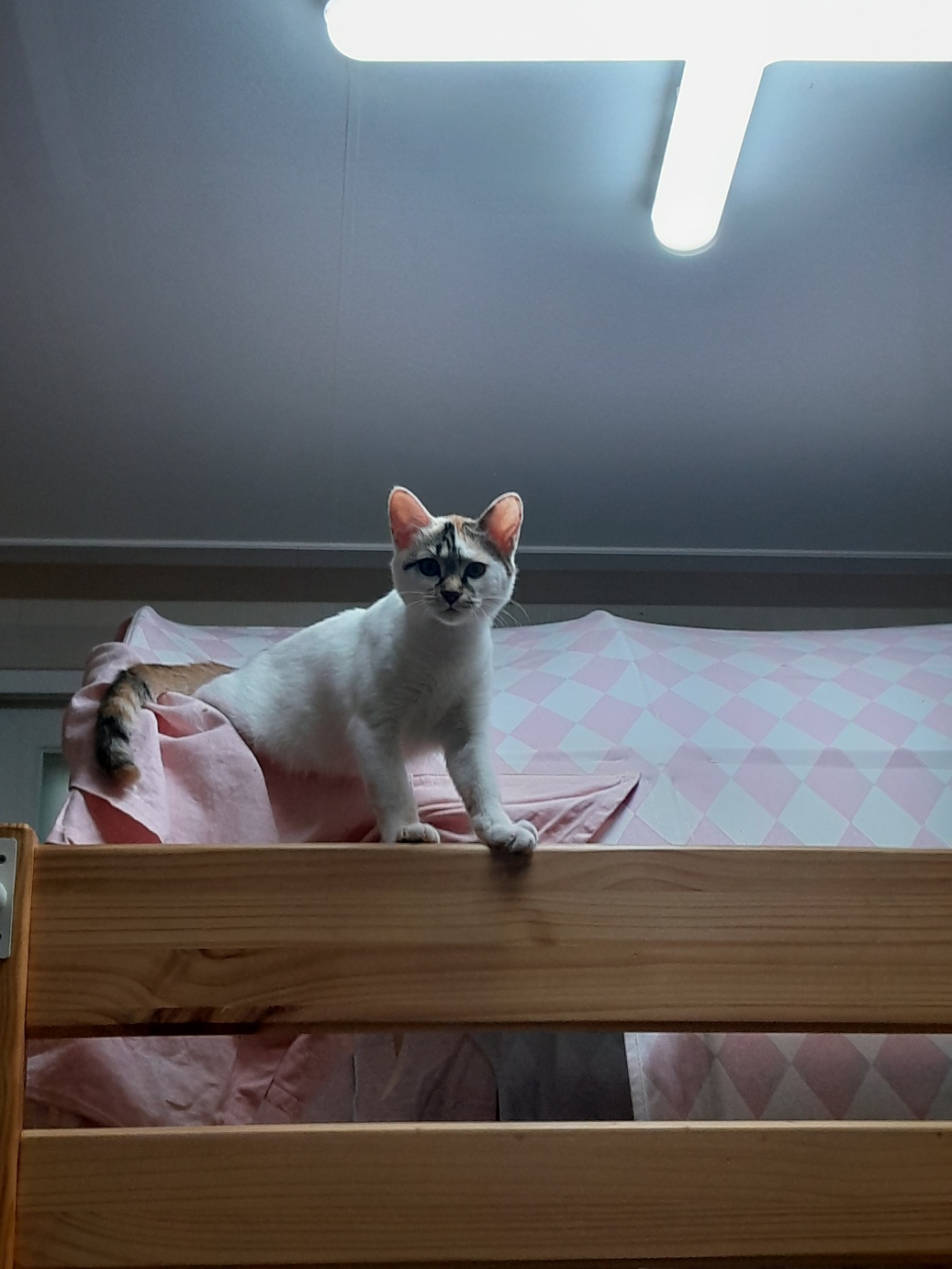 설탕이(훈사)~ 두달 되었네요^^