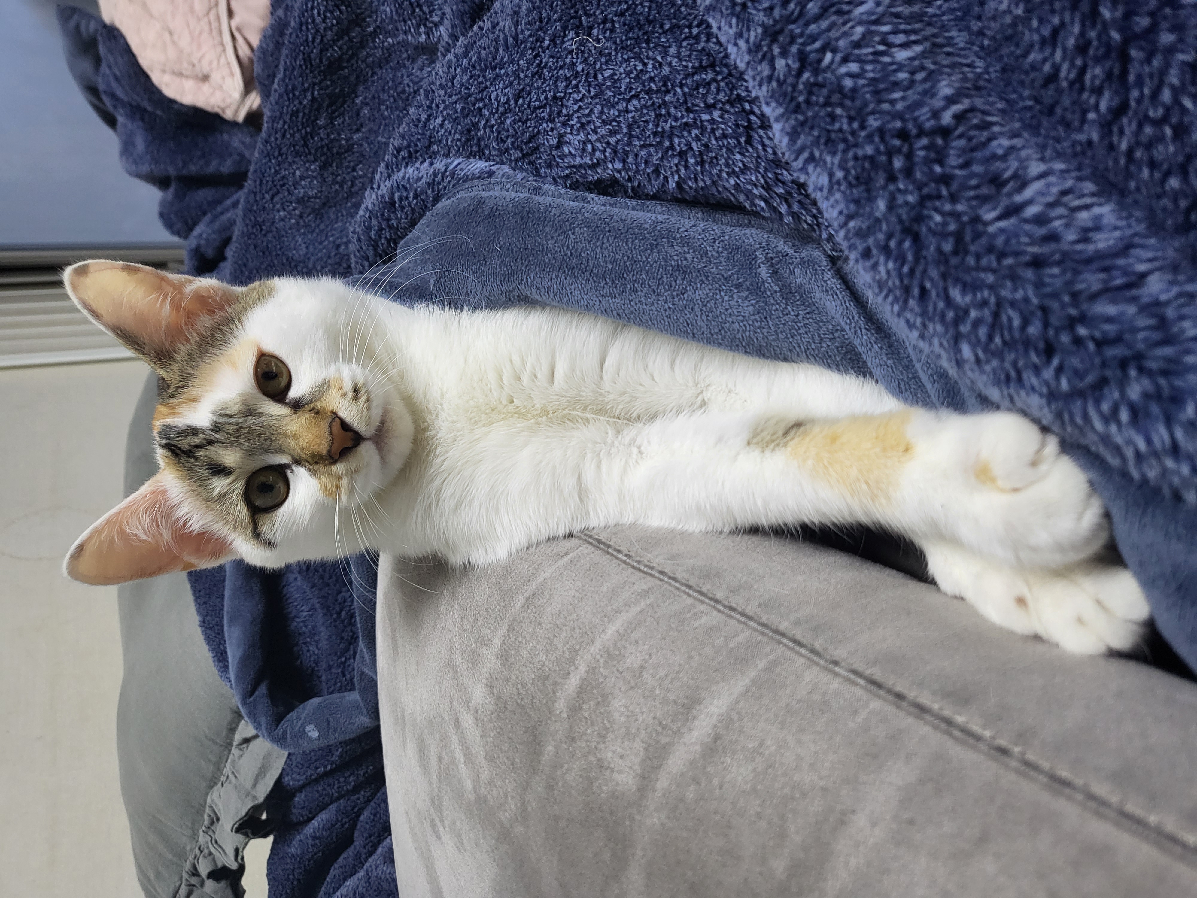 설탕이(훈사)~ 두달 되었네요^^