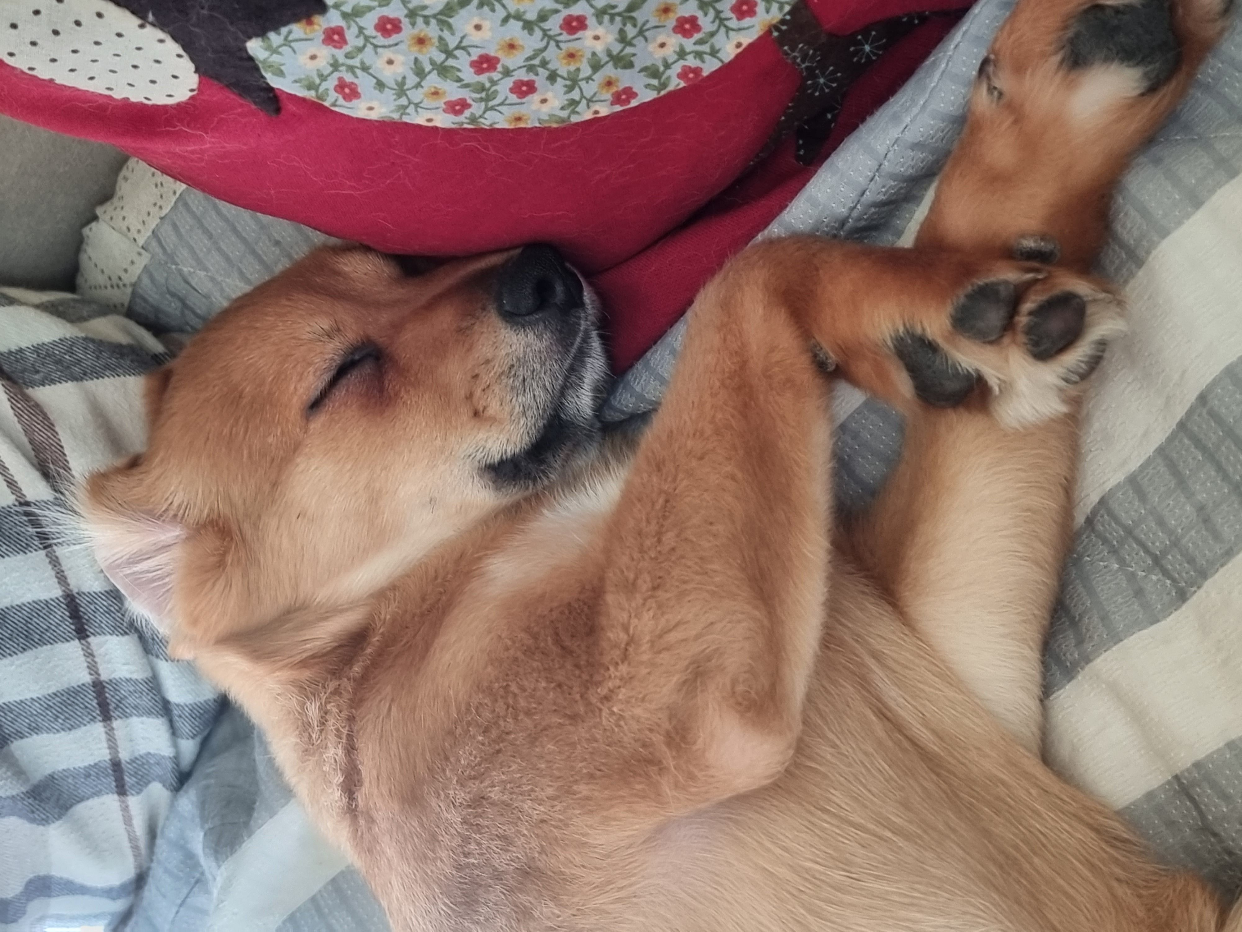 귀리(누리) 한달 후기입니다.