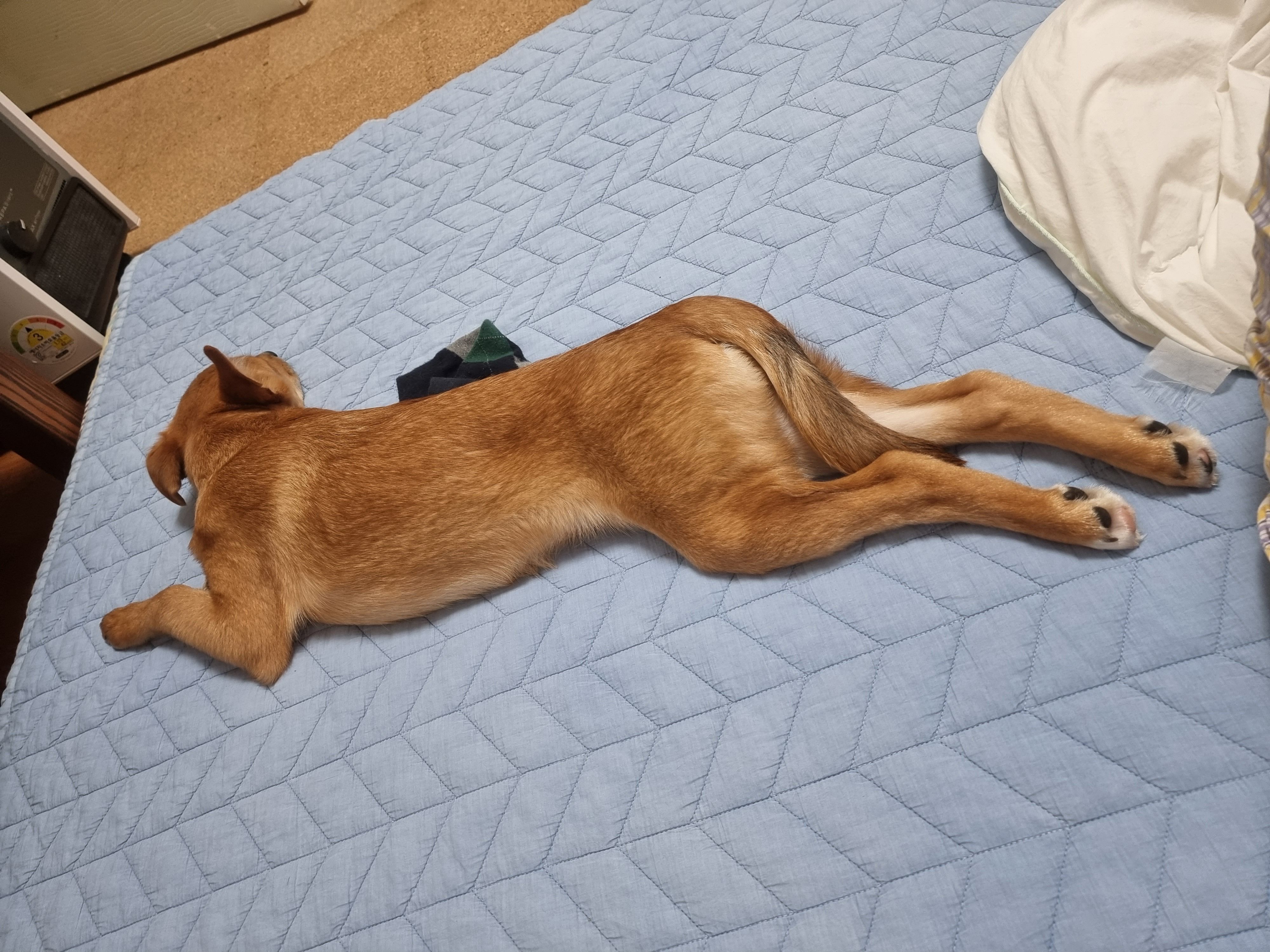 귀리(누리) 한달 후기입니다.