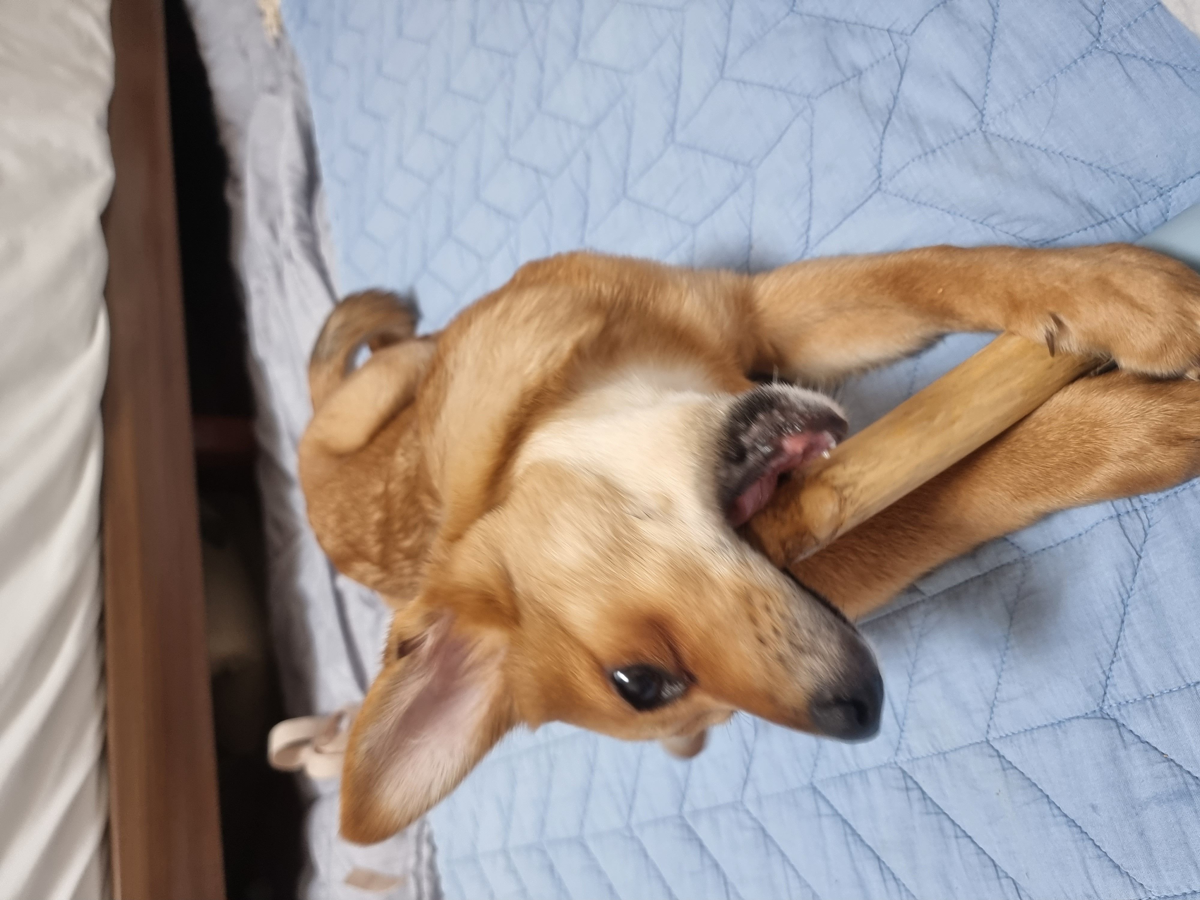 귀리(누리) 한달 후기입니다.