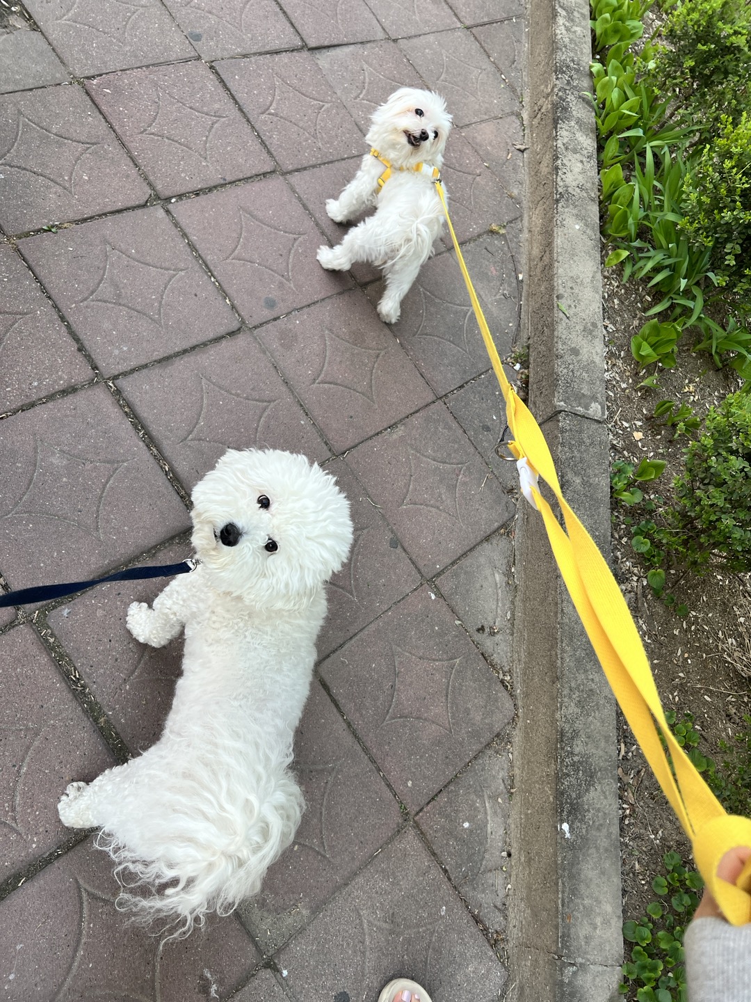 봄이 잘지내고 있습니다